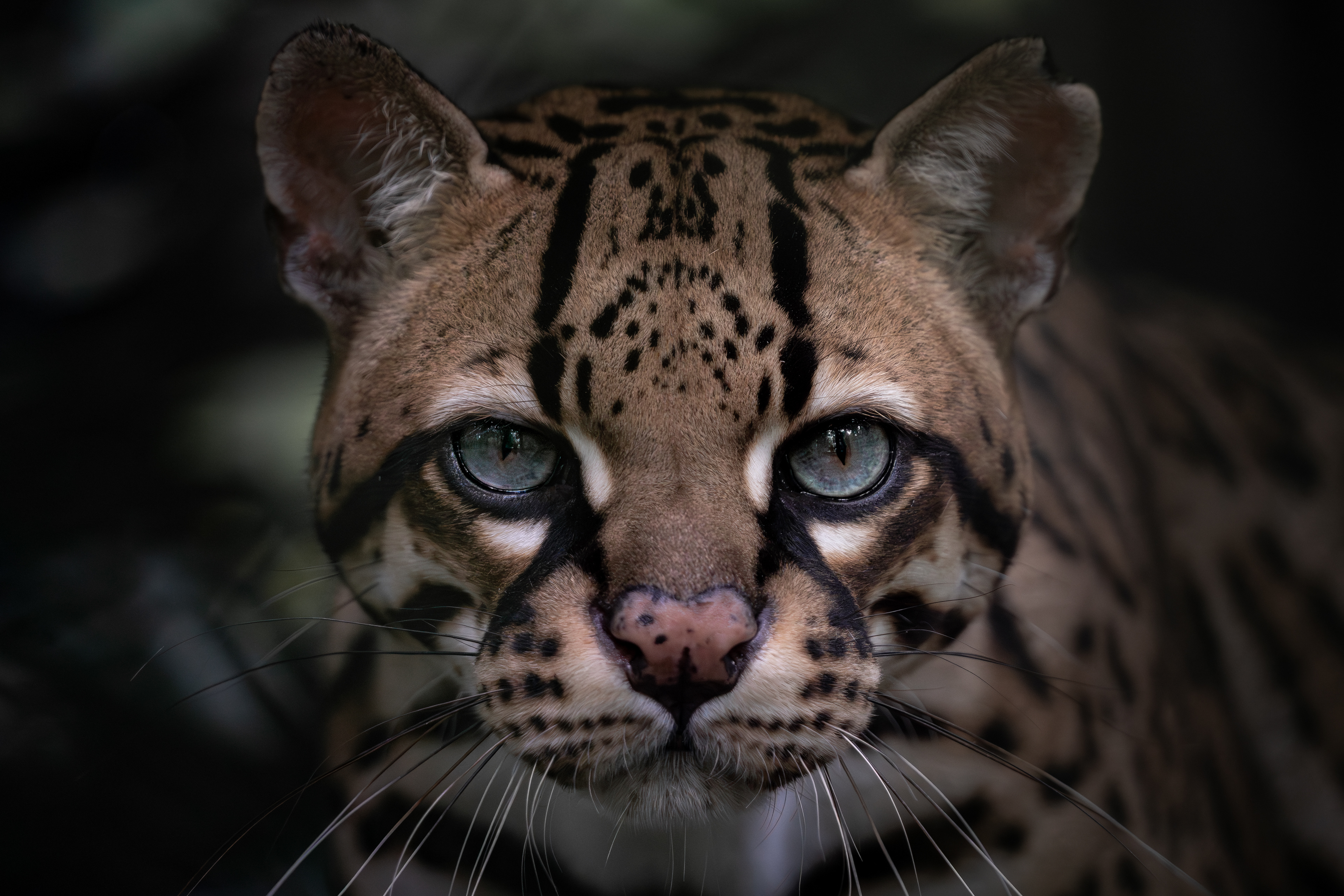 Ocelot, Peru