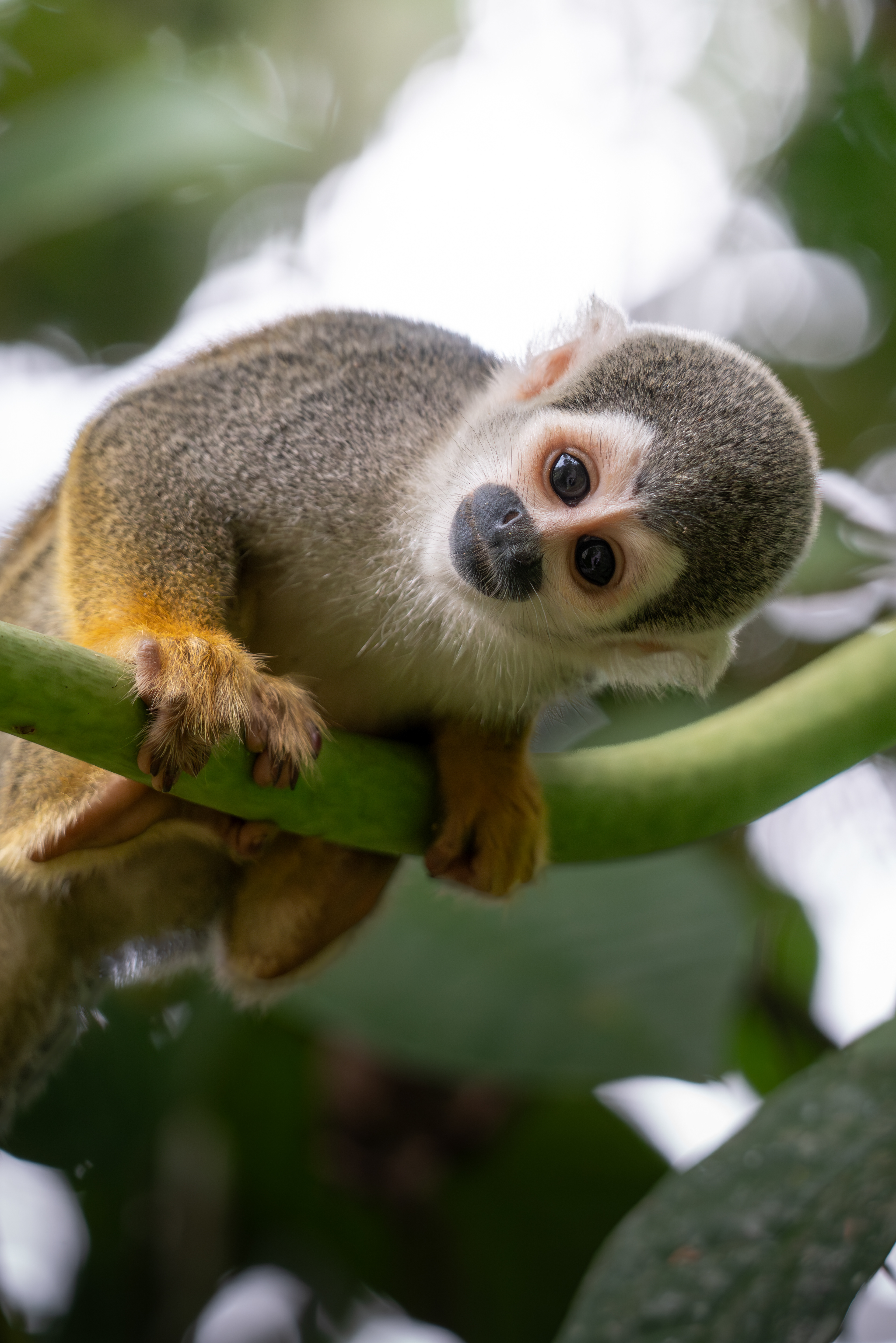 Squirrel Monkey, Ecuador