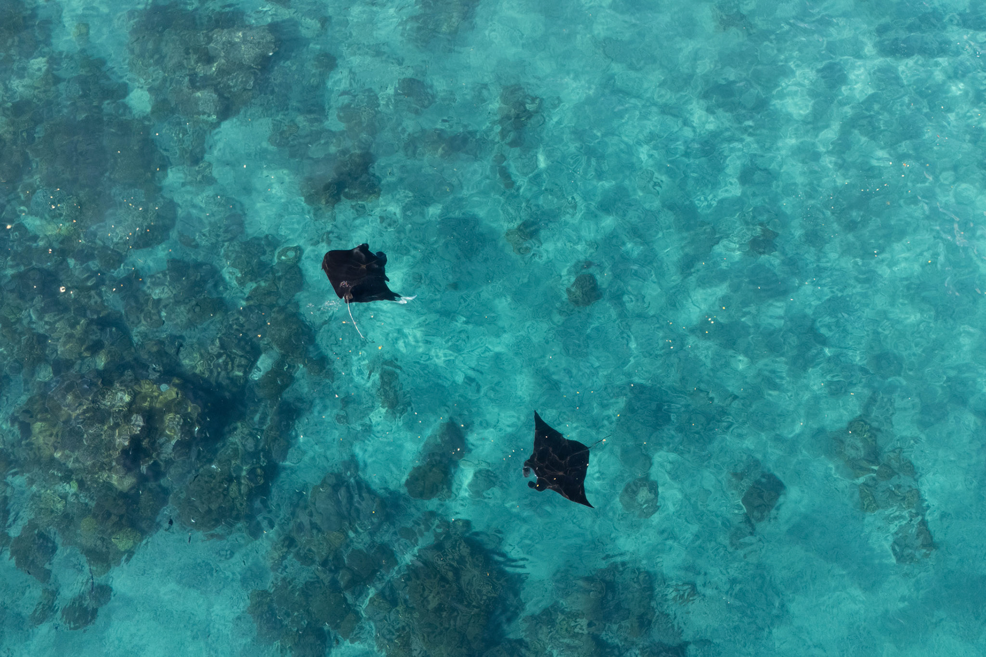 Mantas, Nusa Penida, Indonesia