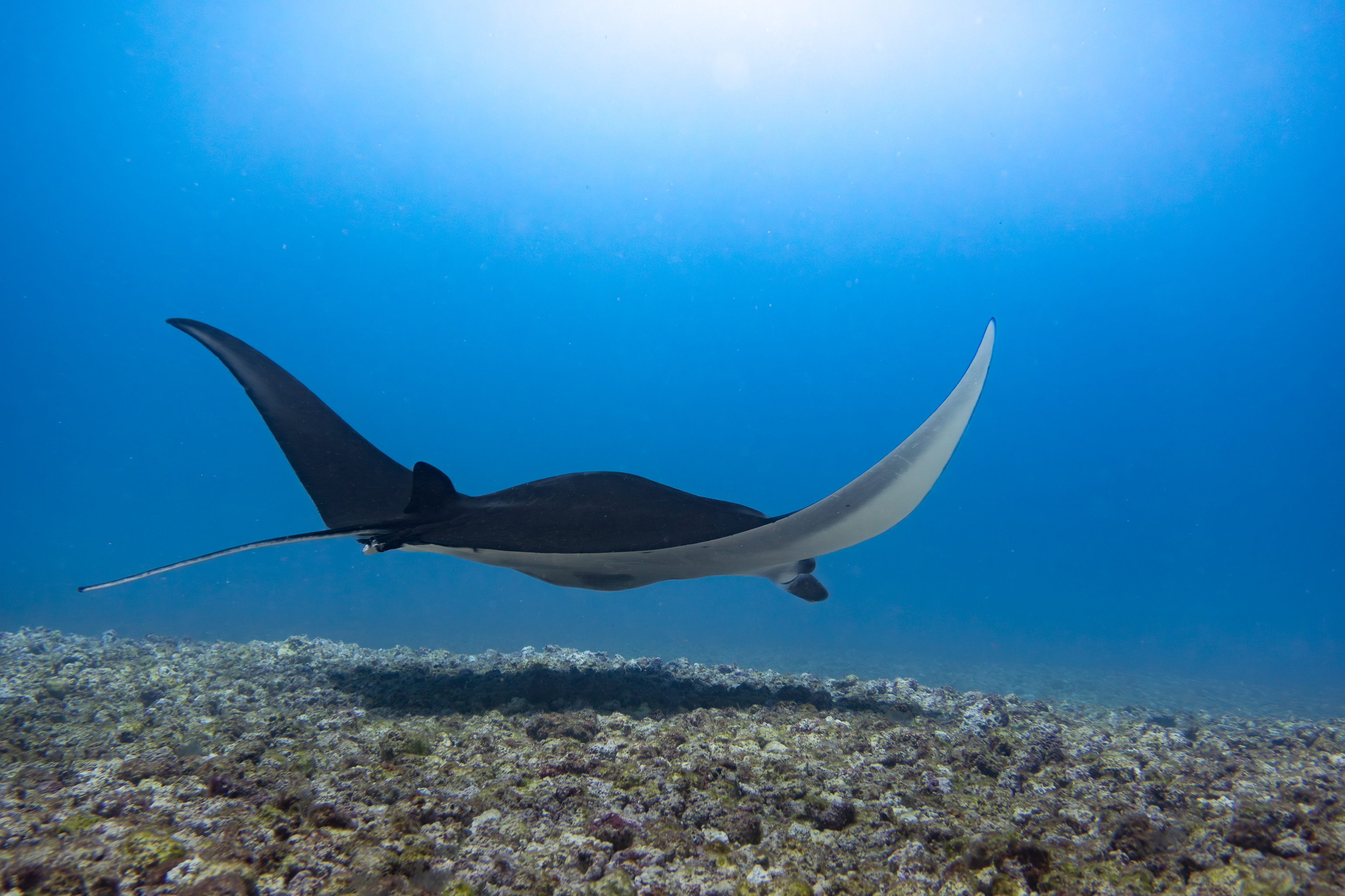 Oceanic Manta, Komodo, Indonesia