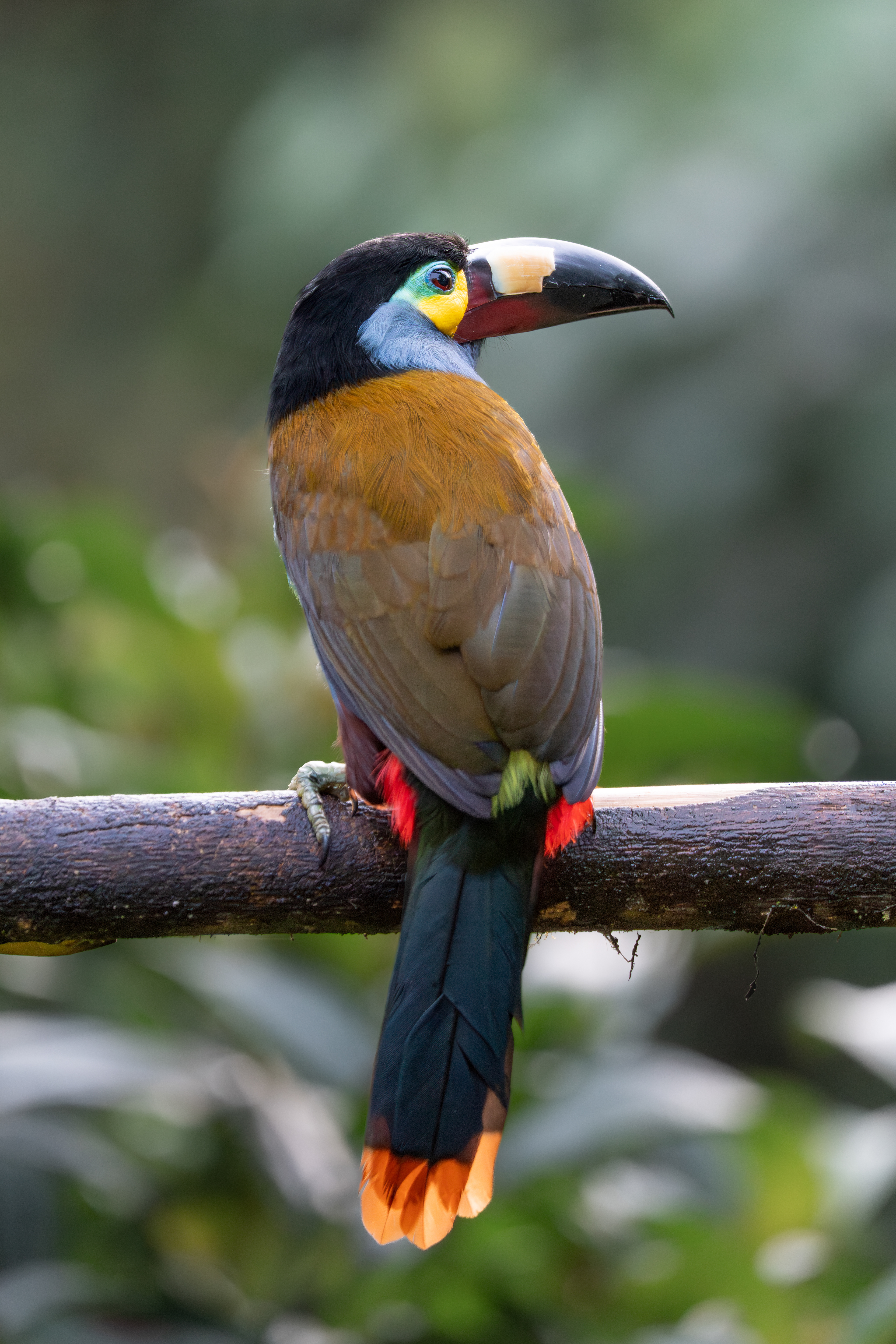 Plate-billed Mountain-toucan, Ecuador