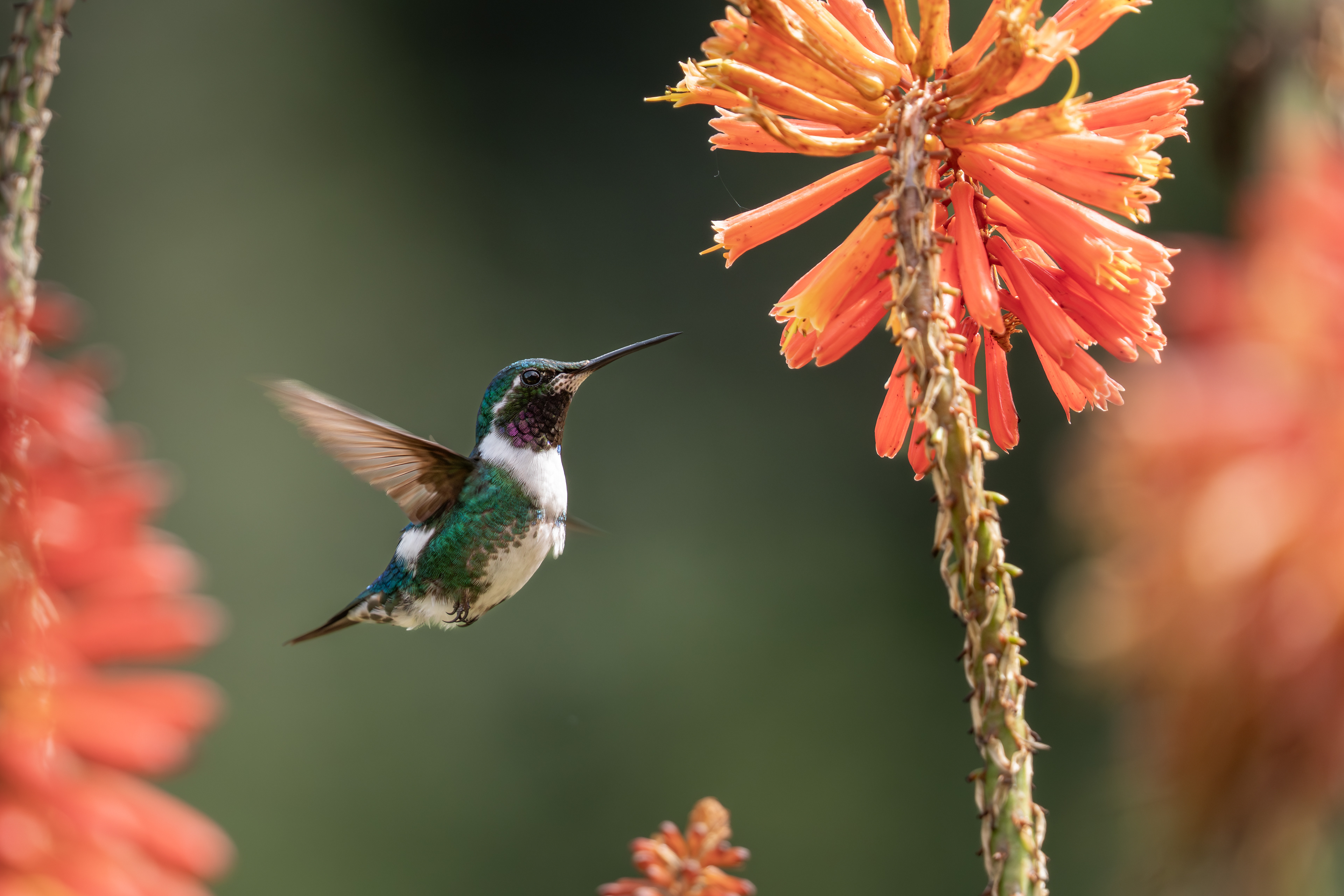 White-bellied Woodstar, Colombia