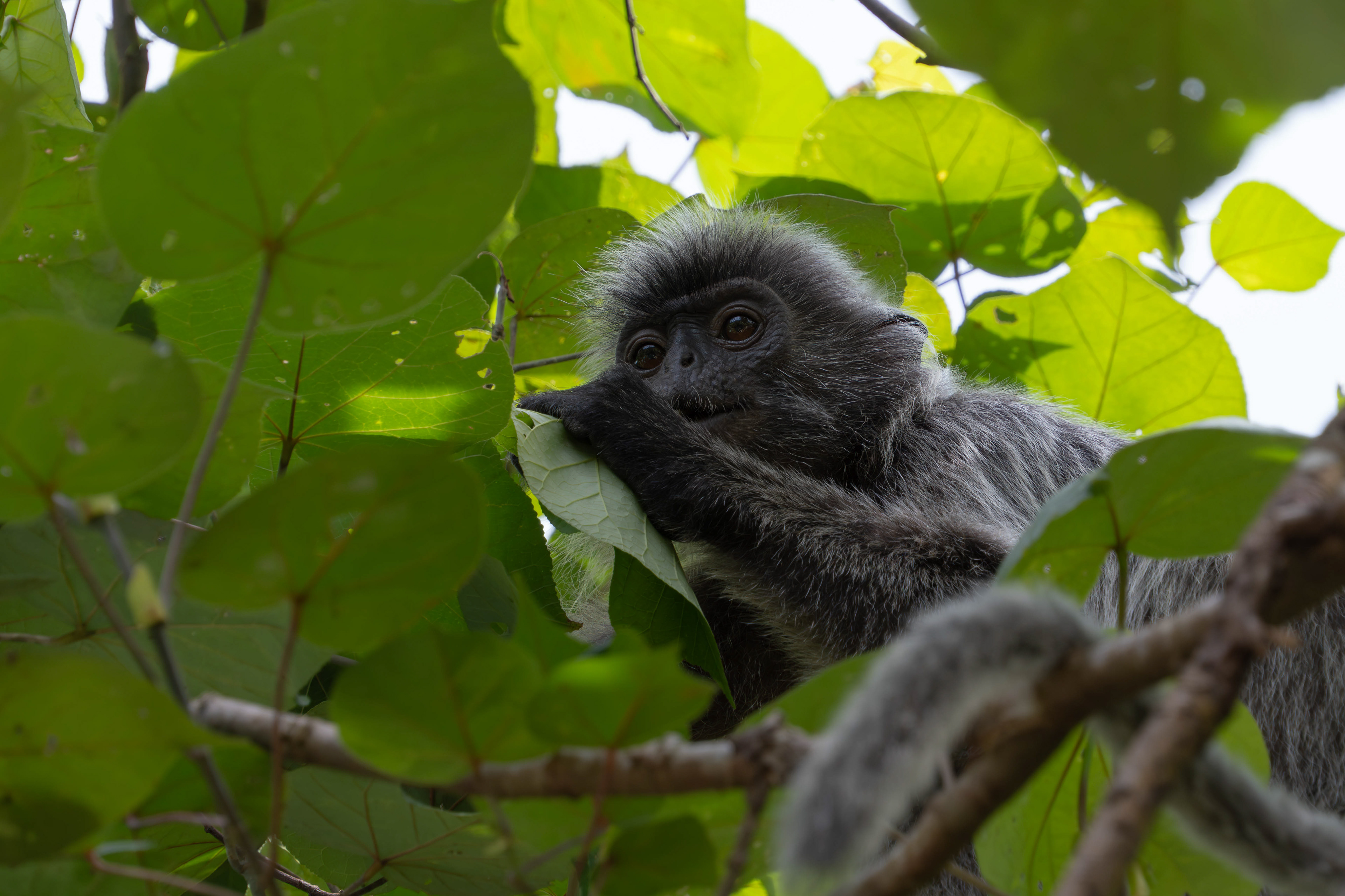 Silvered leaf monkey, Sarawak, Malaysia