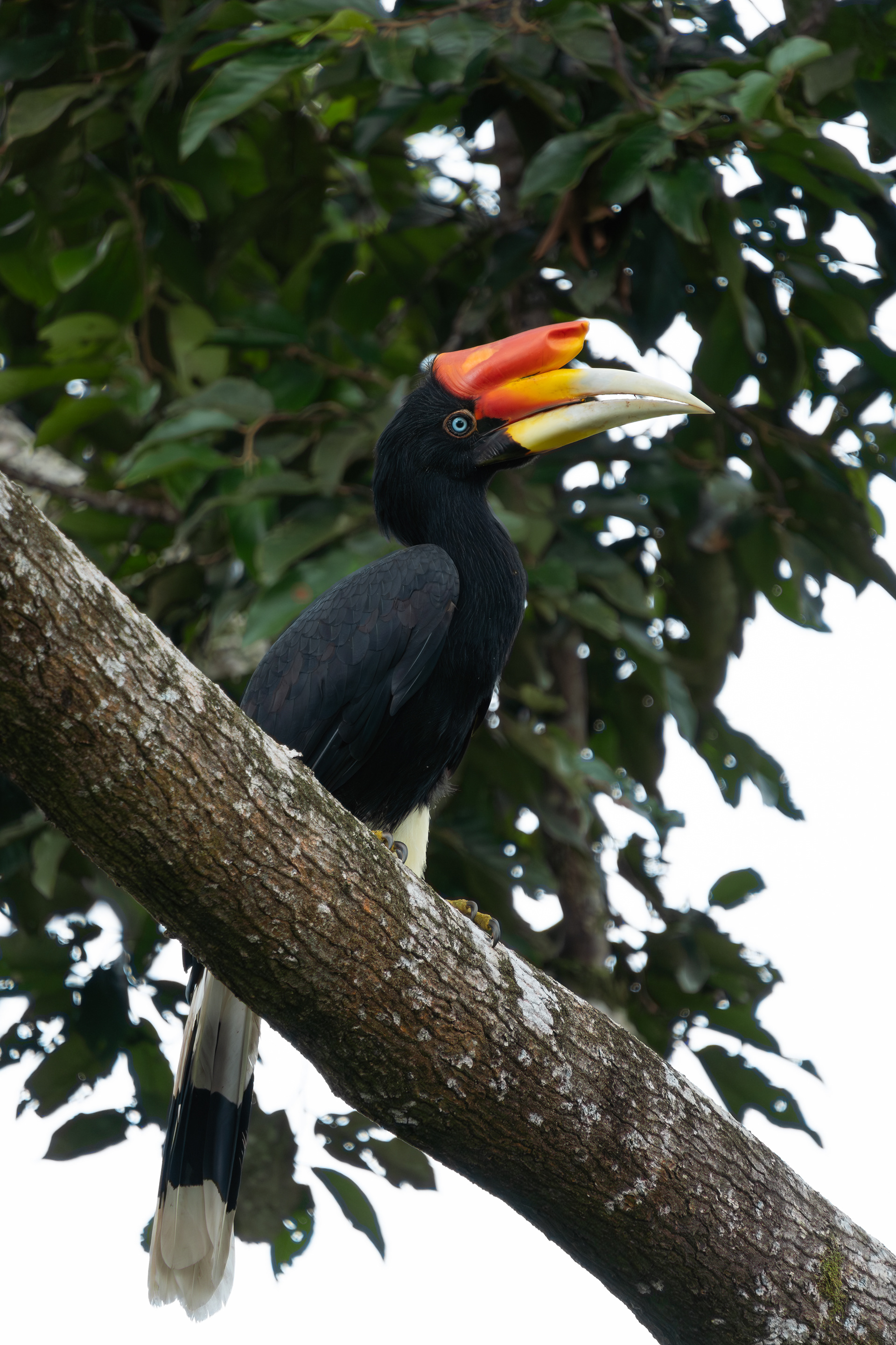 Rhinoceros Hornbill, Malaysia