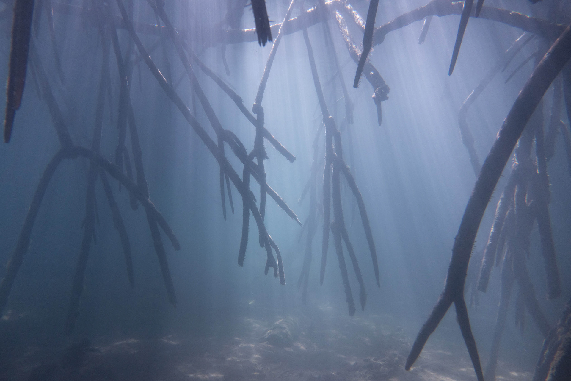 Mangrove, Komodo, Indonesia