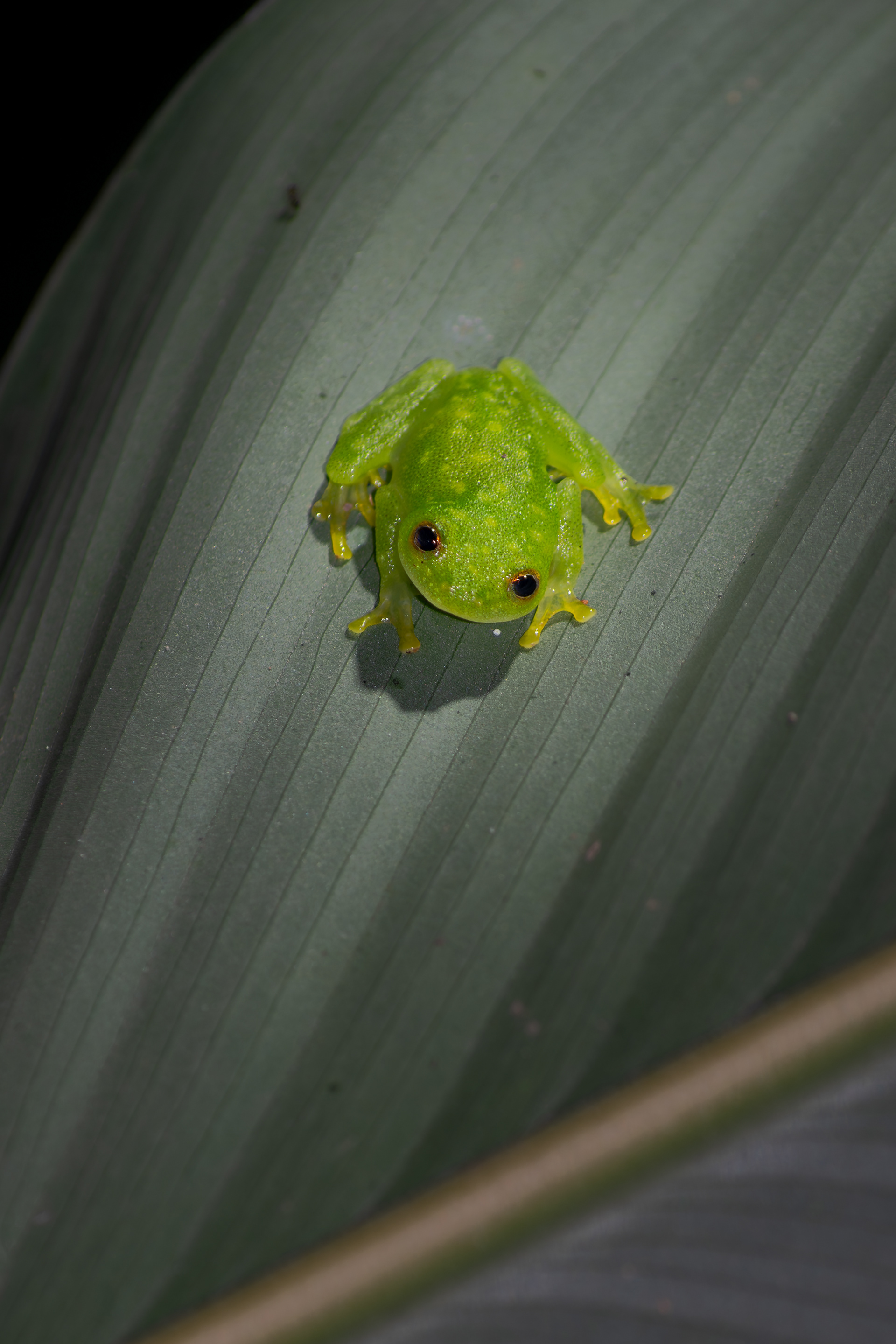 Glass frog, Costa Rica