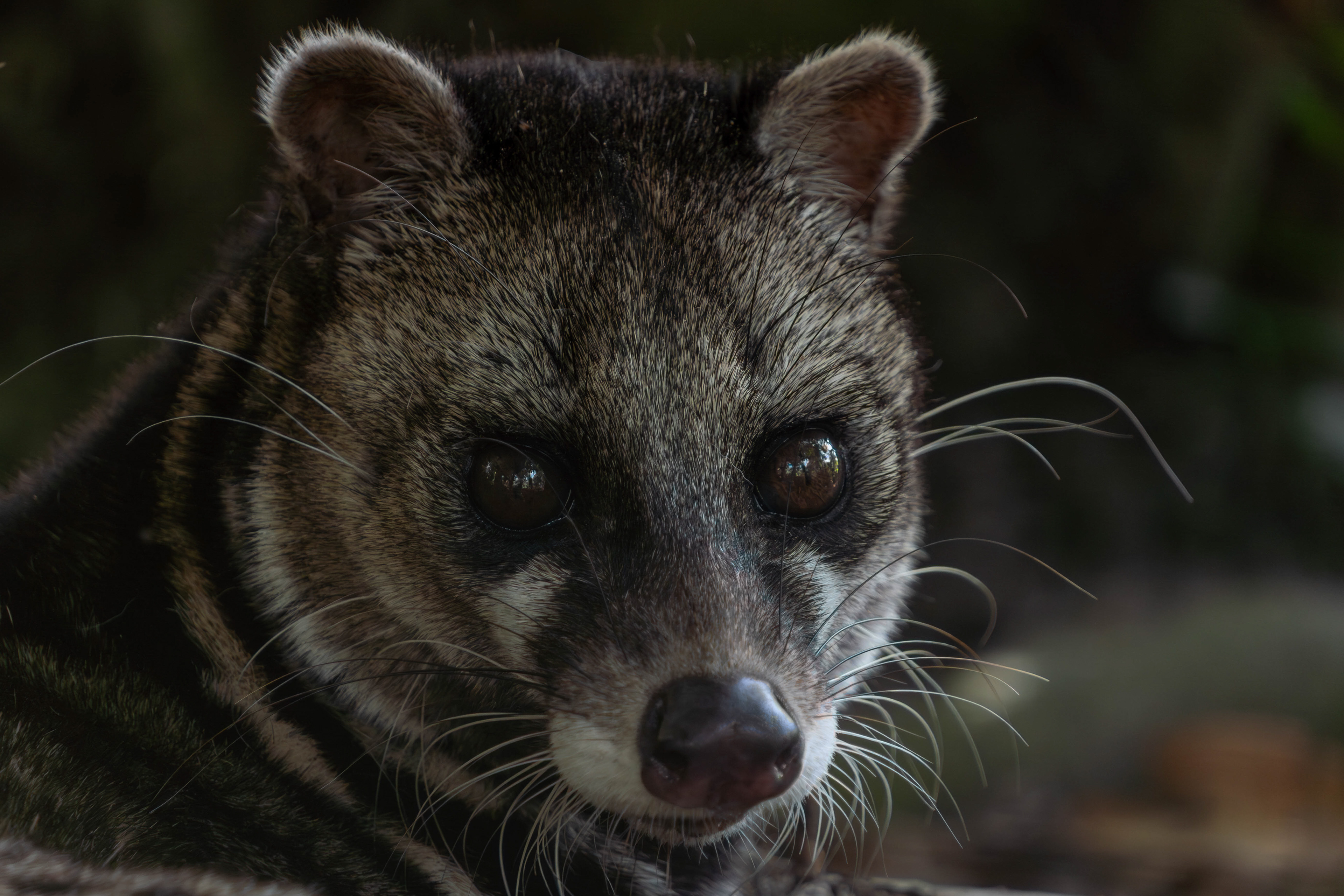 Malayan civet, Brunei