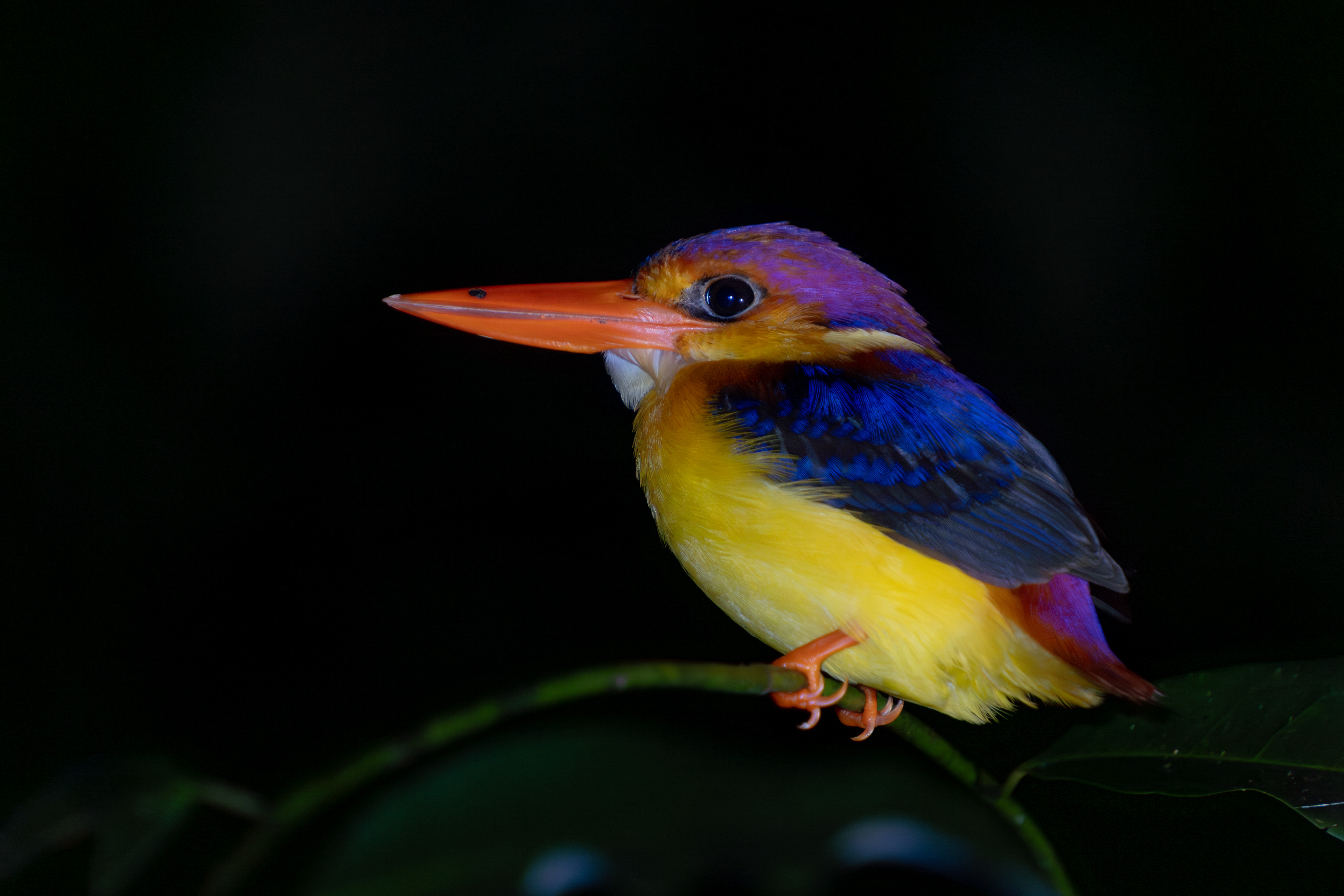 Kingfisher, Malaysia