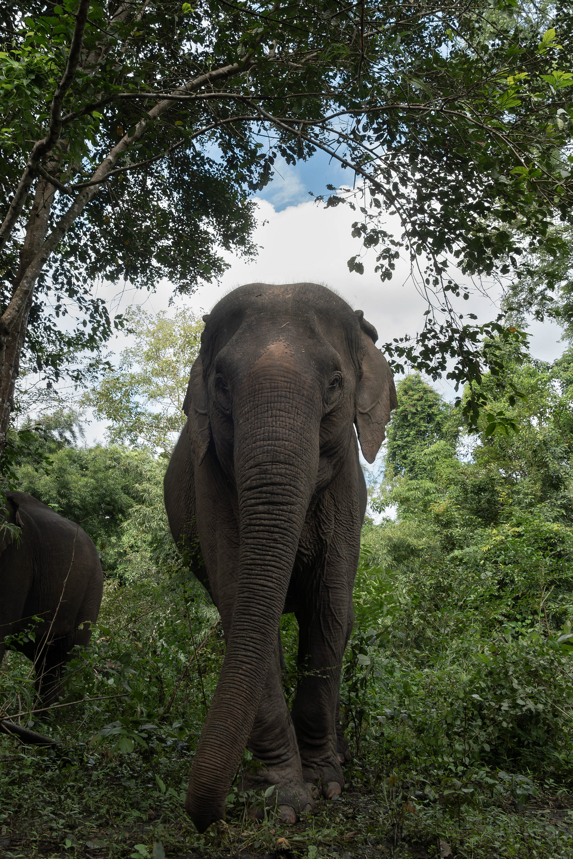 Asian elephant, Vietnam
