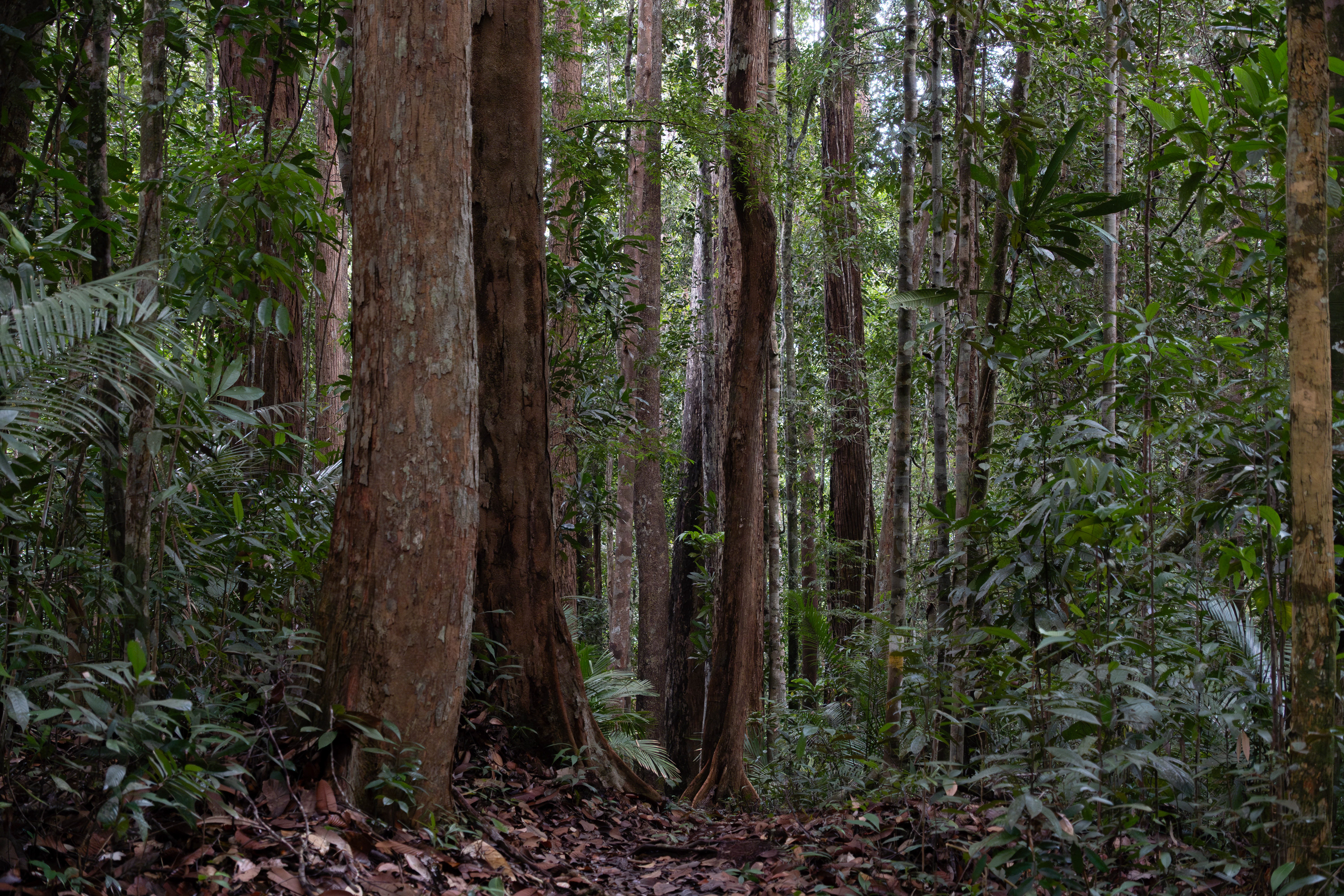 Lambir Hills, Sarawak, Malaysia