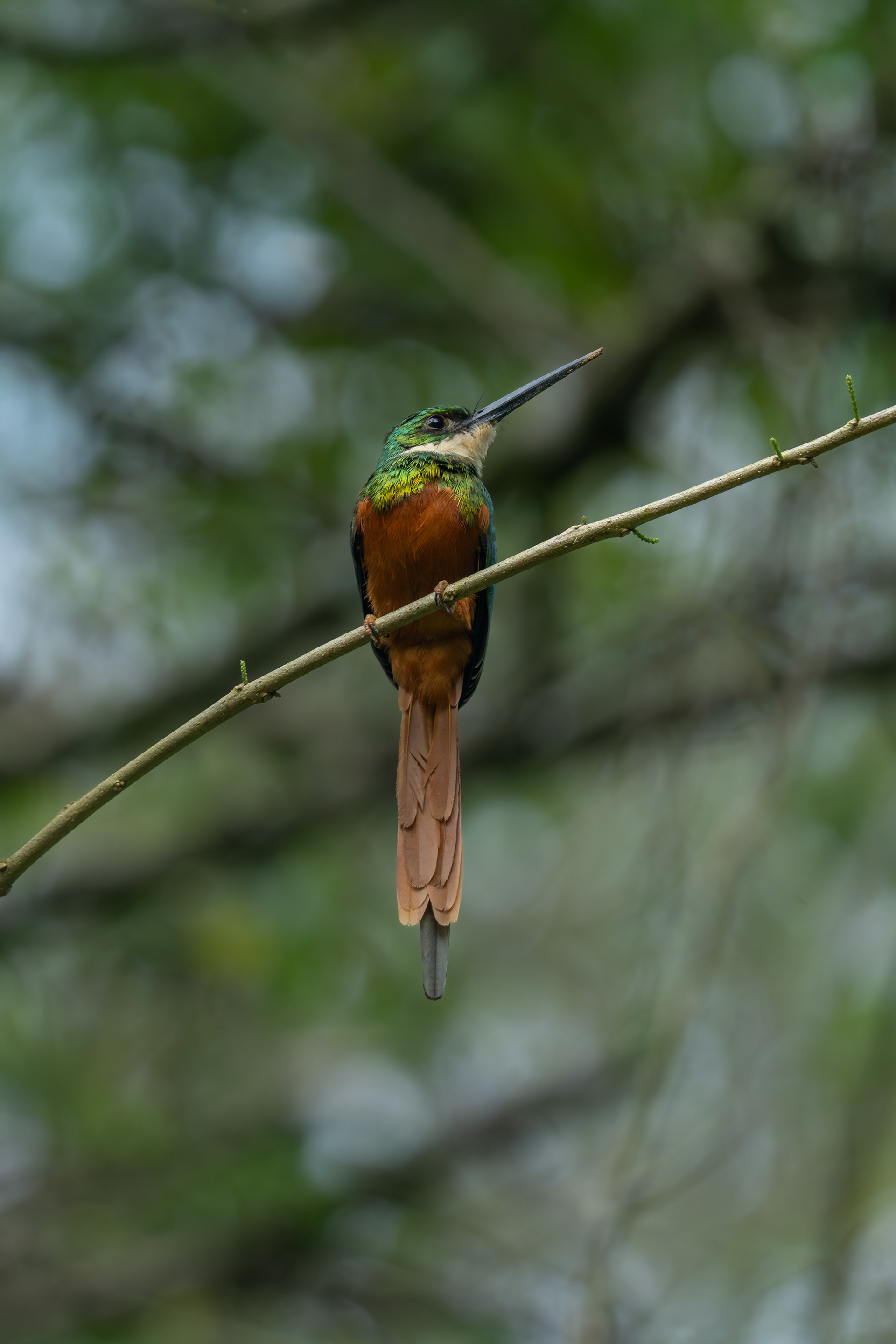 Roofus-tailed Jacamar, Colombia