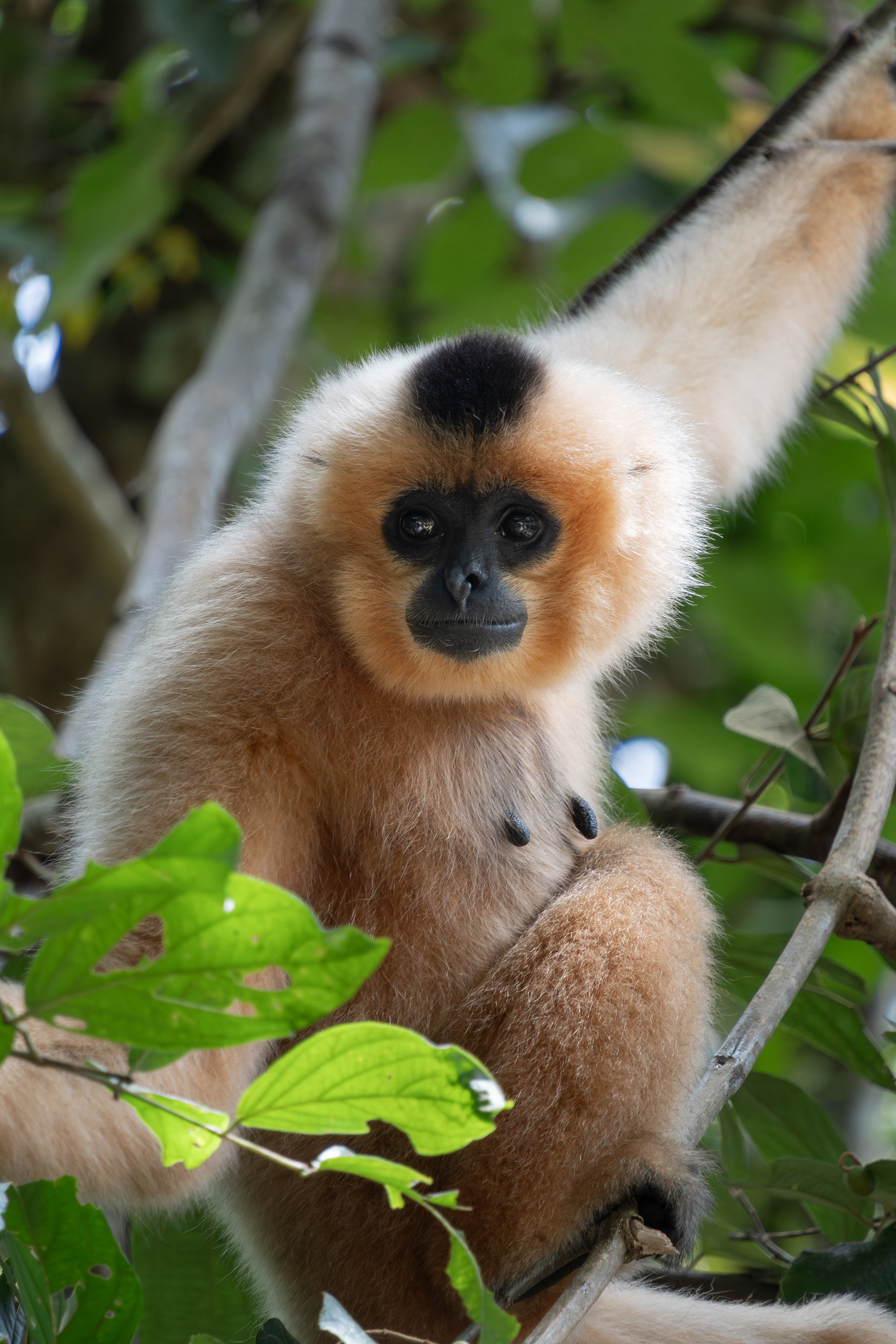 Southern yellow-cheeked gibbon, Vietnam