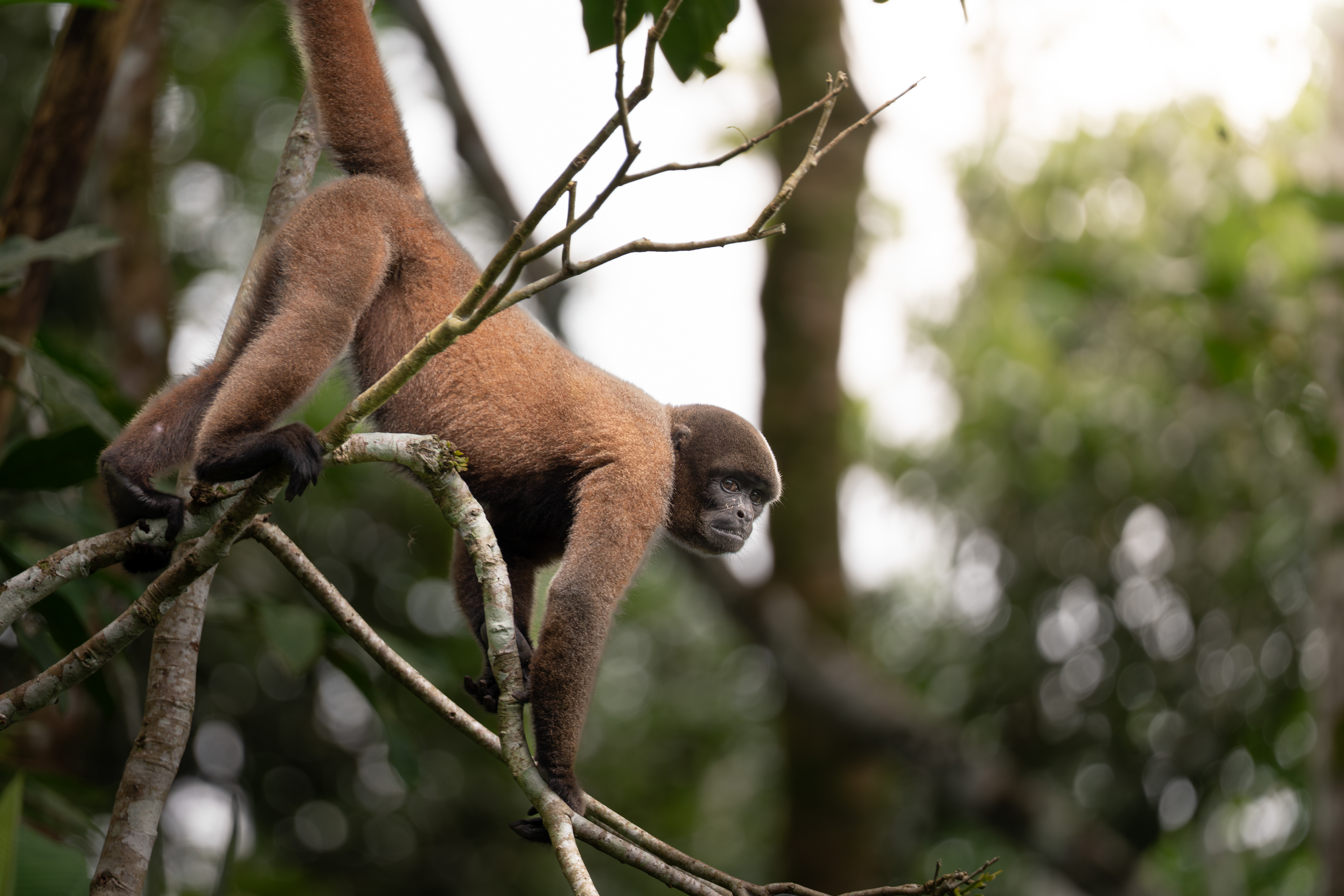 Woolly Monkey, Ecuador