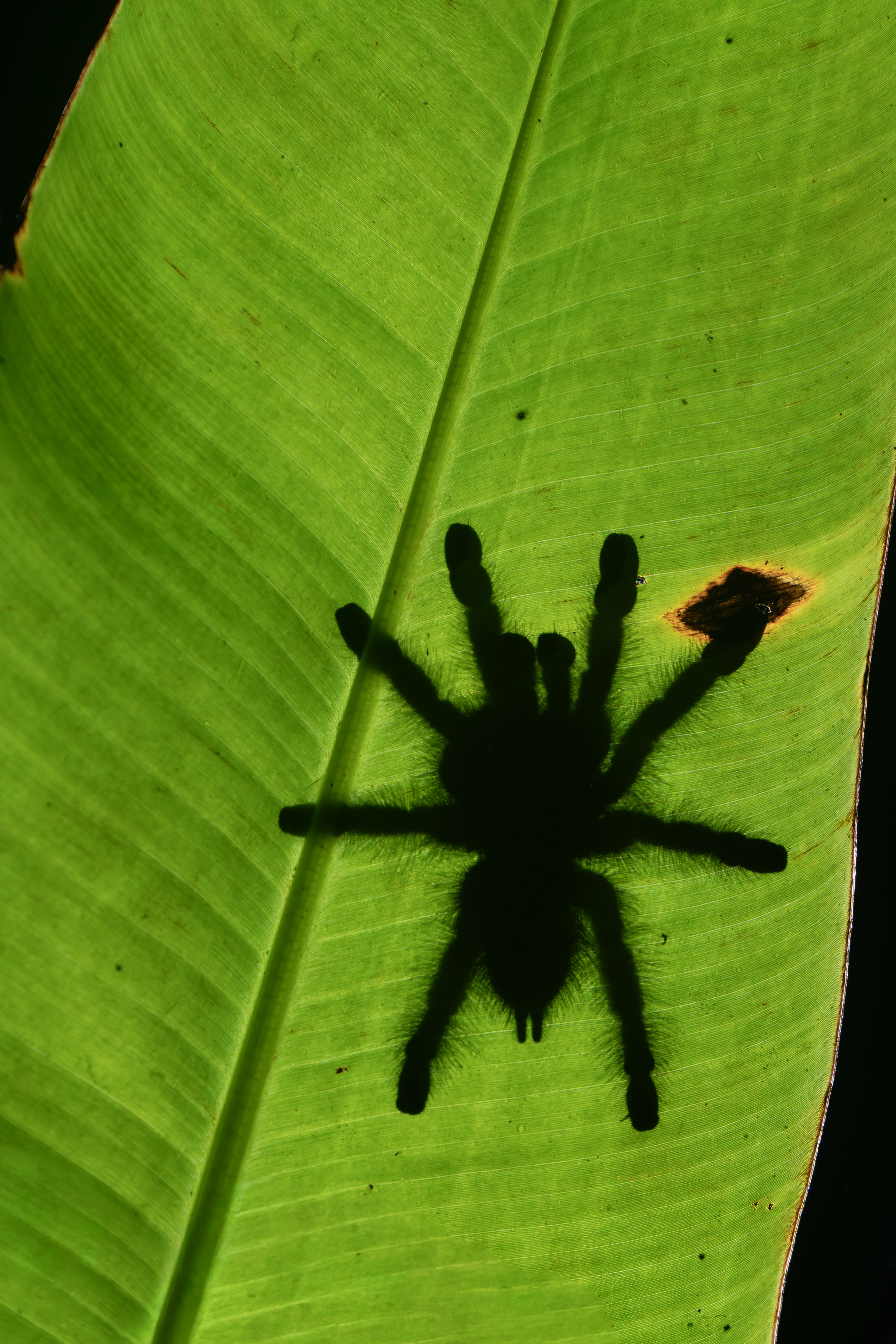 Tarantula, Ecuador