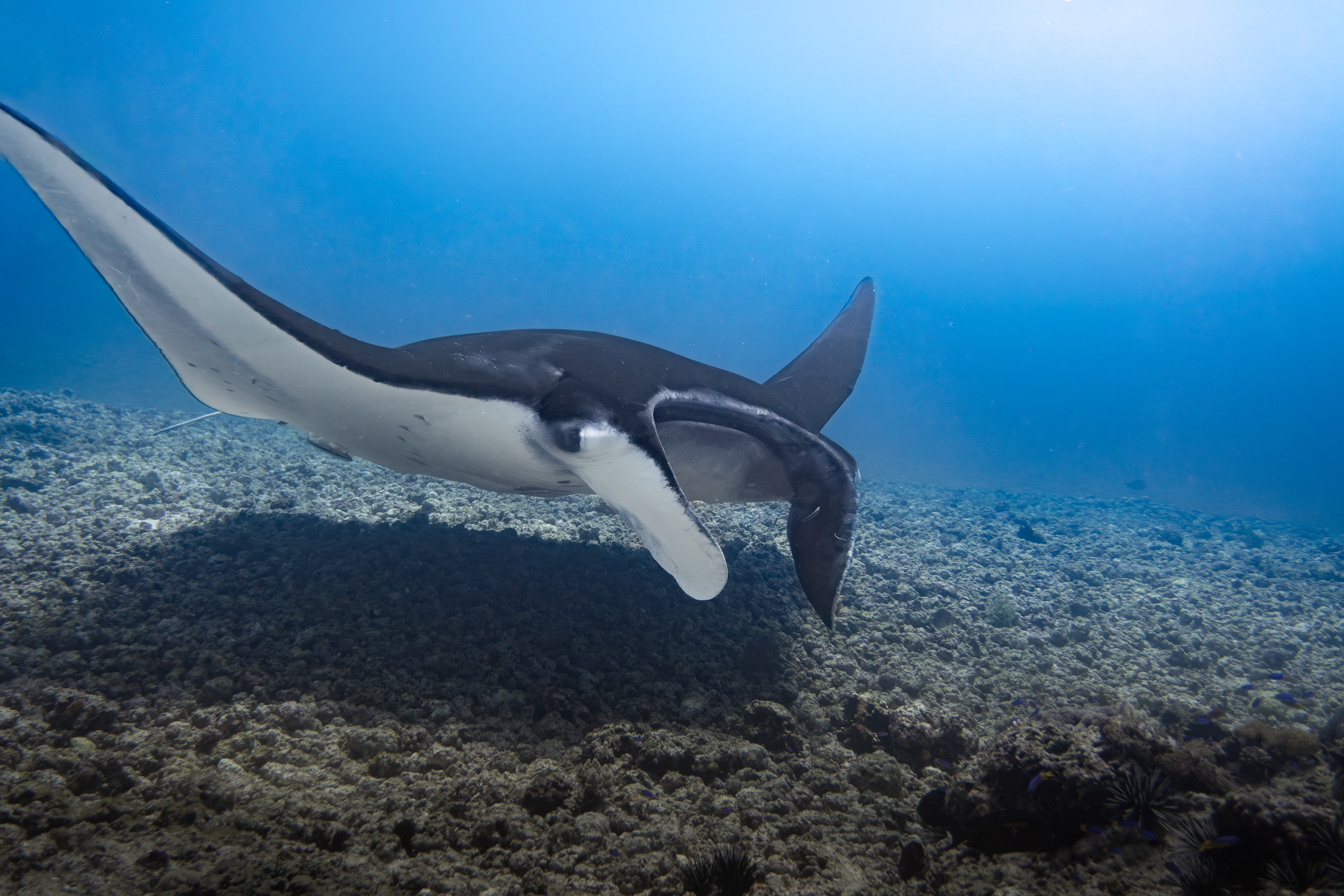 Oceanic manta, Komodo, Indonesia