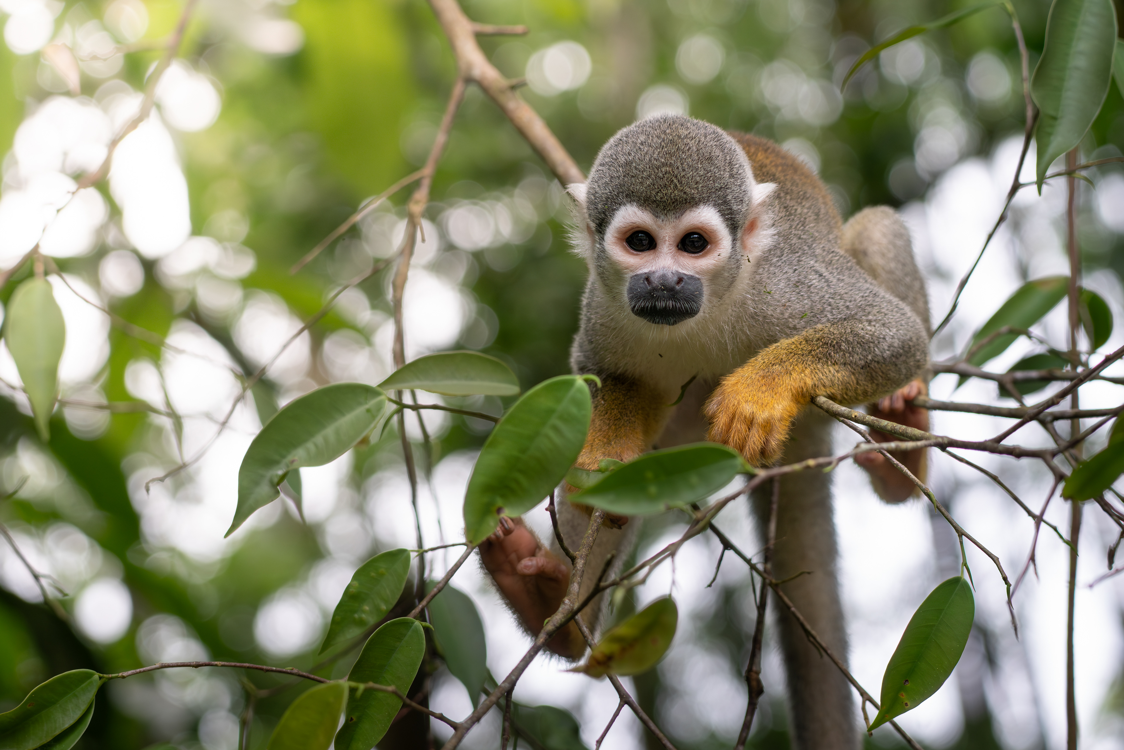 Squirrel Monkey, Ecuador