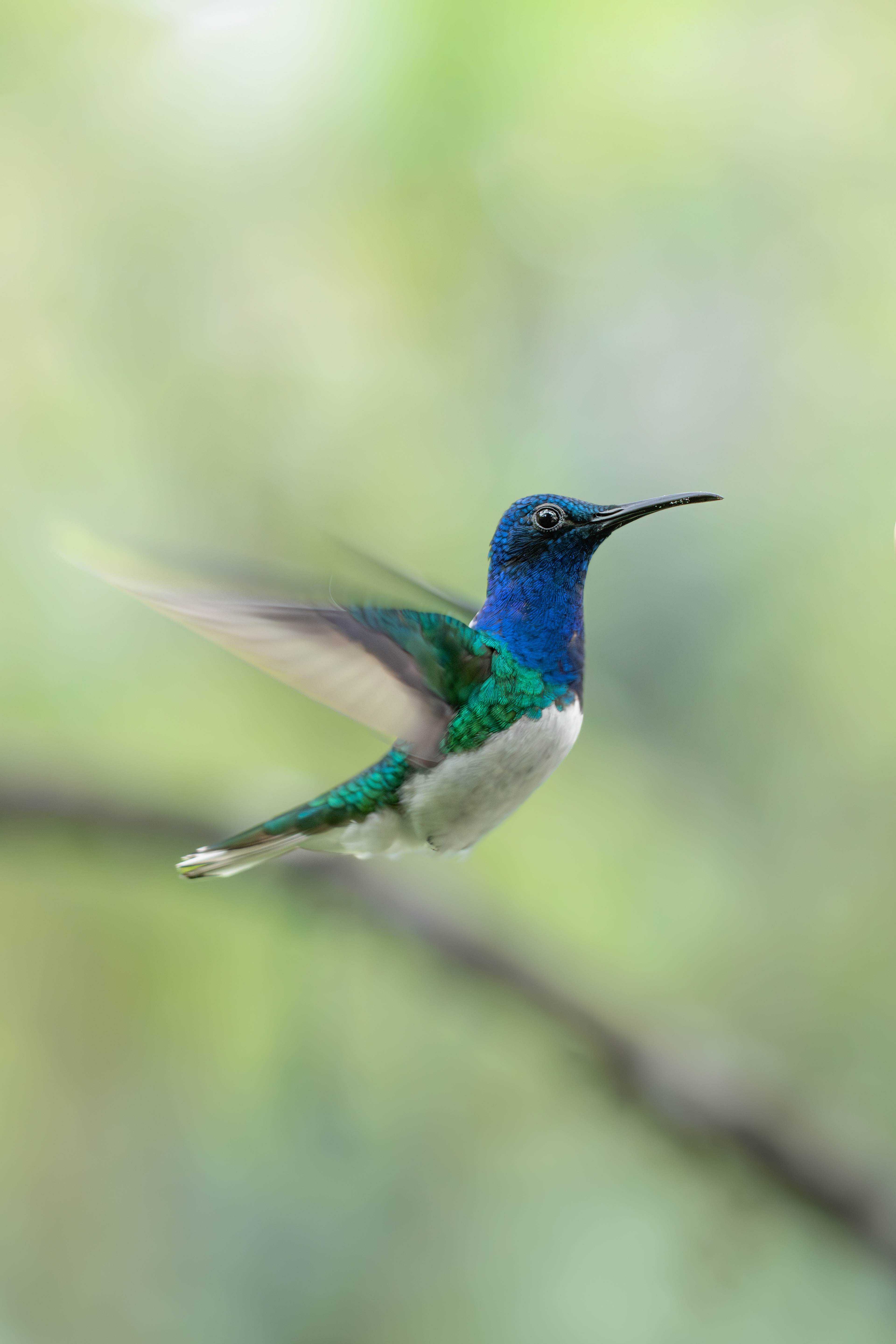 White-necked Jacobin, Ecuador