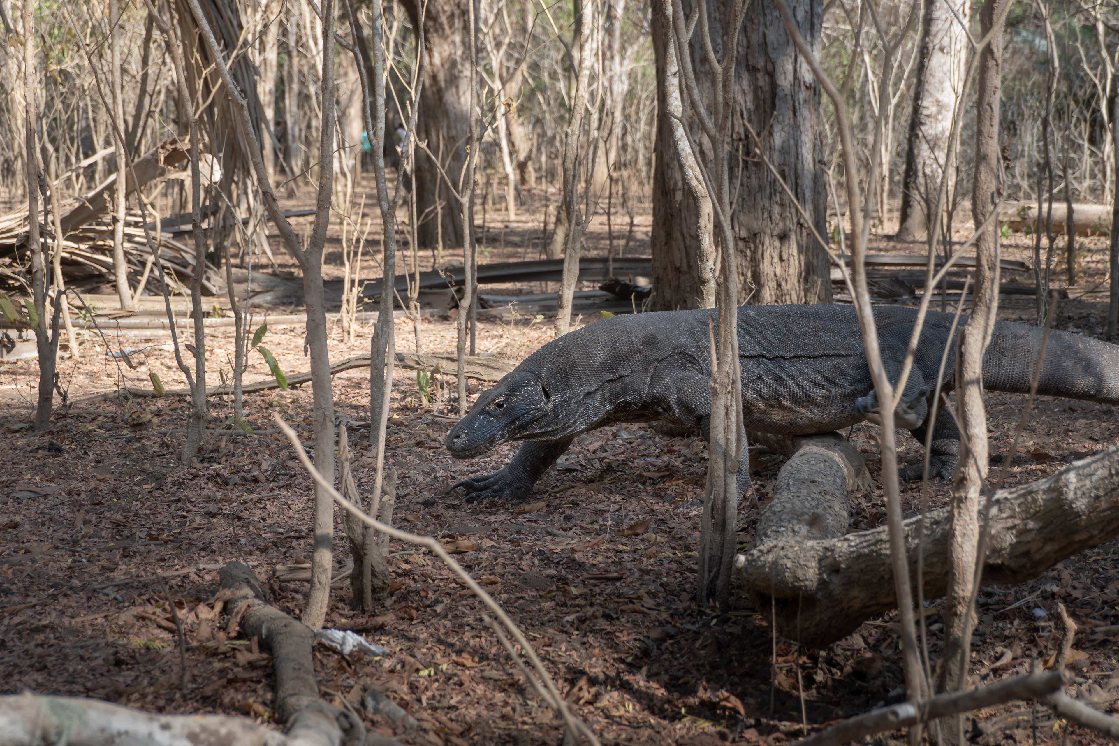 Komodo dragon, Komodo, Indonesia