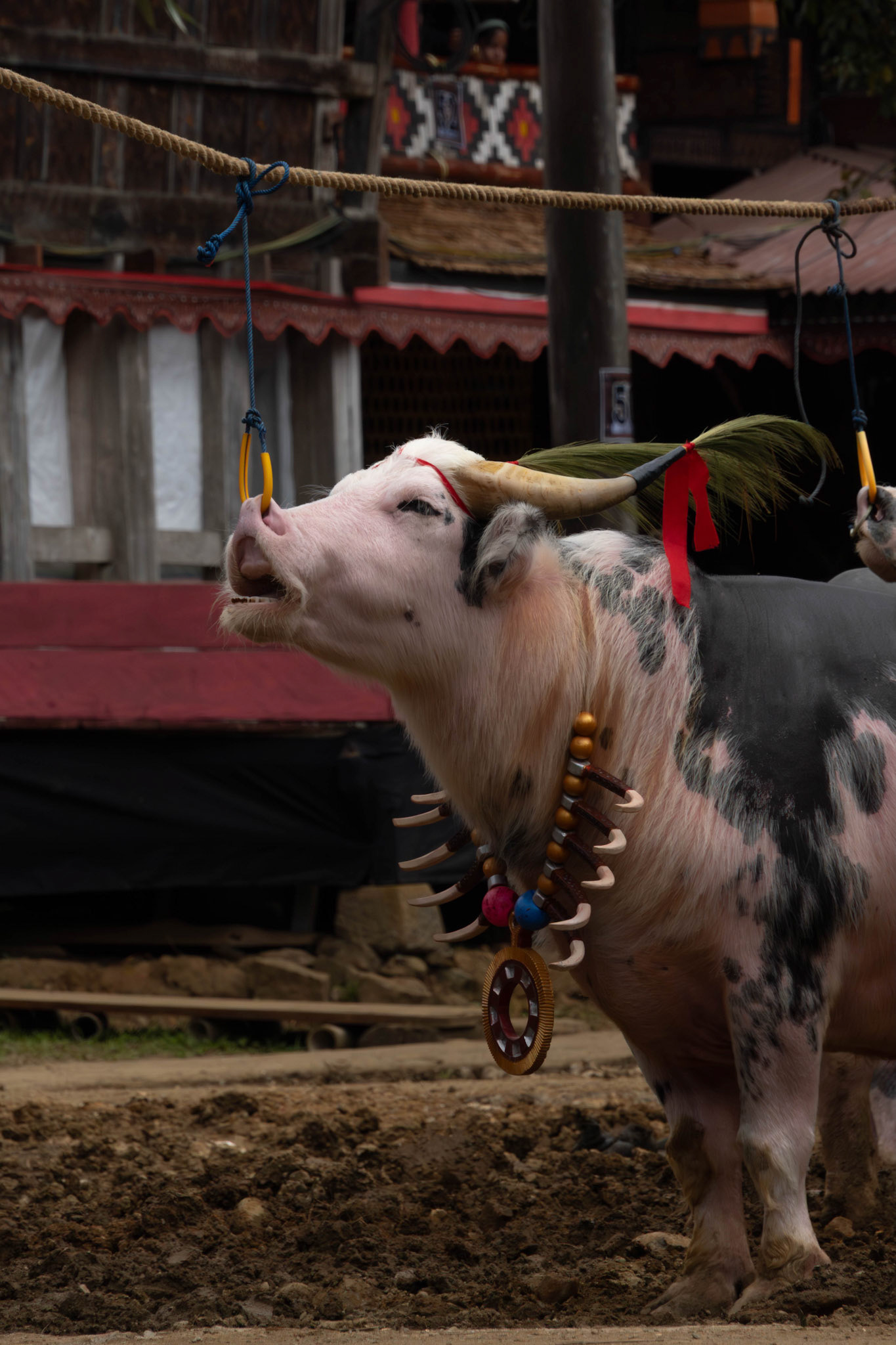 Buffalo, Tana toraja, South-sulawesi, Indonesia