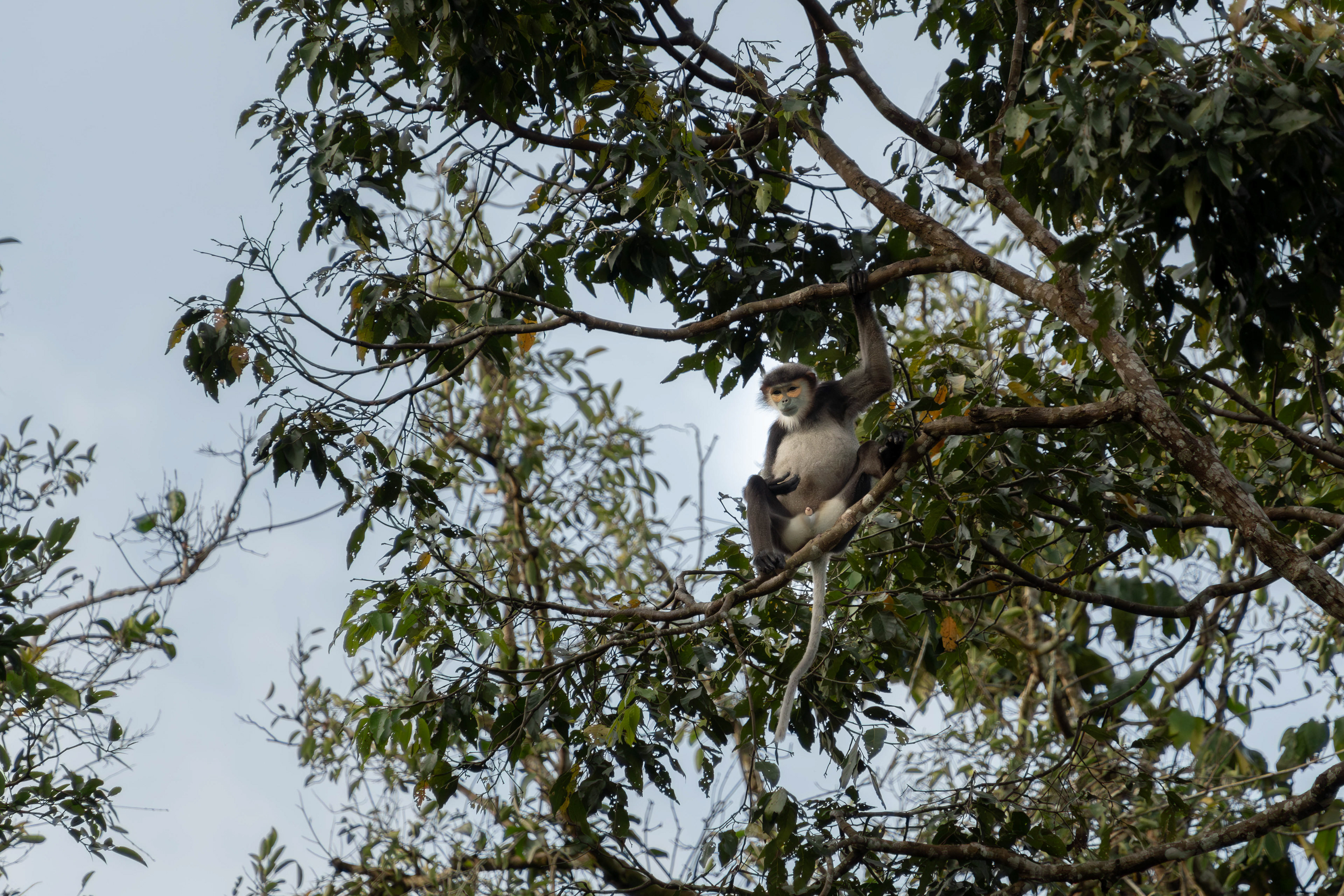 Black-shanked douc langur, Vietnam