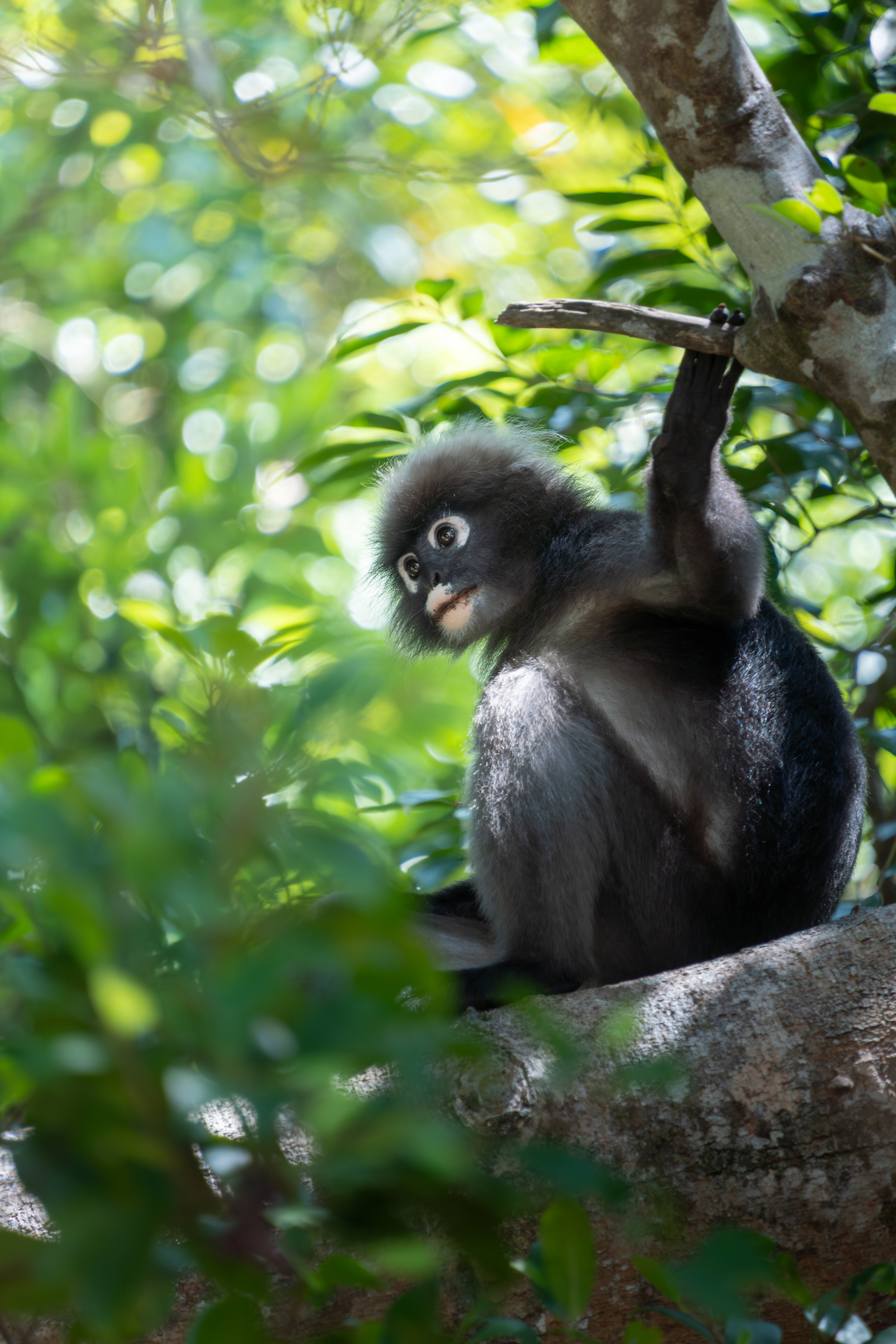Dusky leaf monkey, Thailand