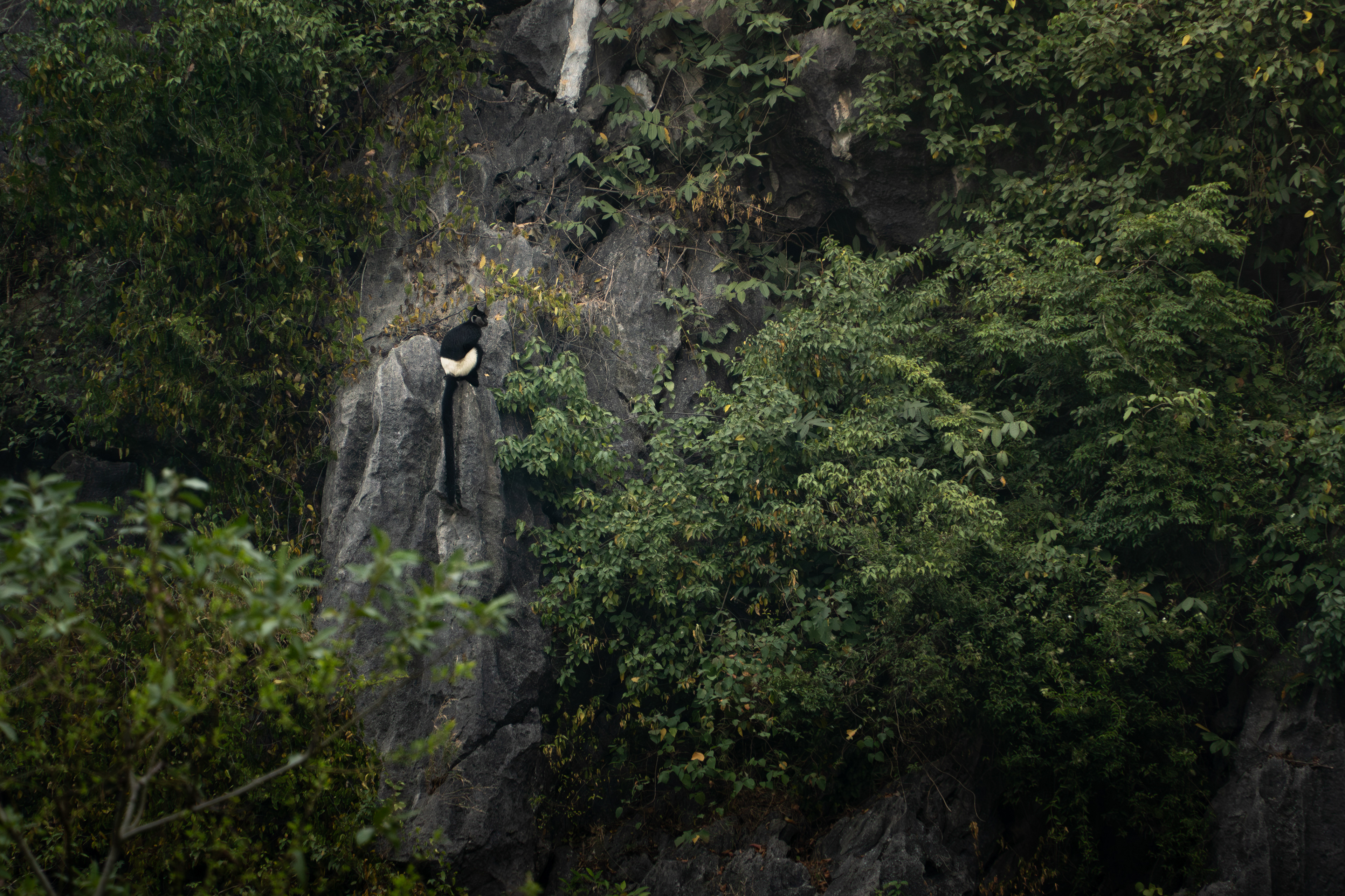 Delacour's langur, Vietnam