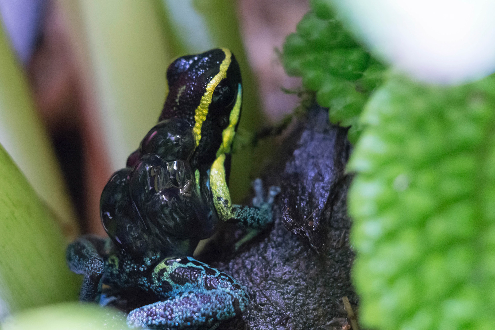Sky-blue poison frog (Hyloxalus azureiventris)