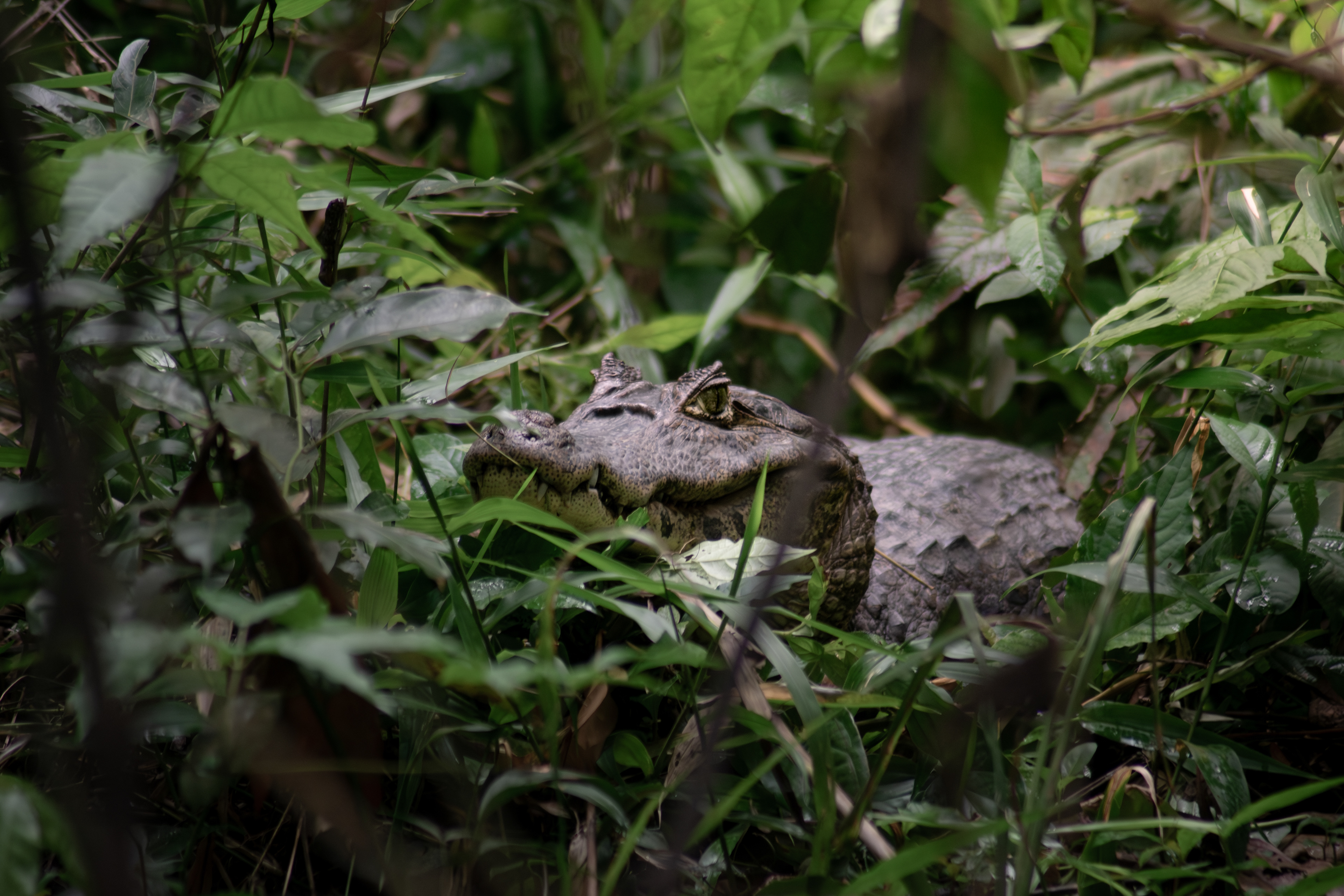 Spectacled caiman, Costa Rica