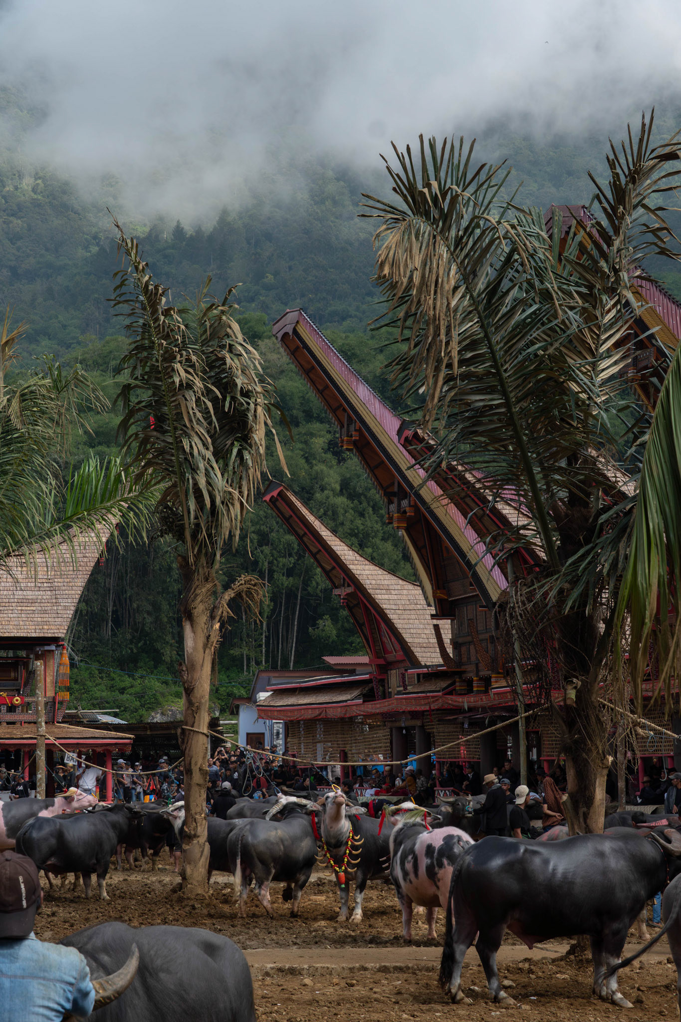 Tana toraja, South-sulawesi, Indonesia