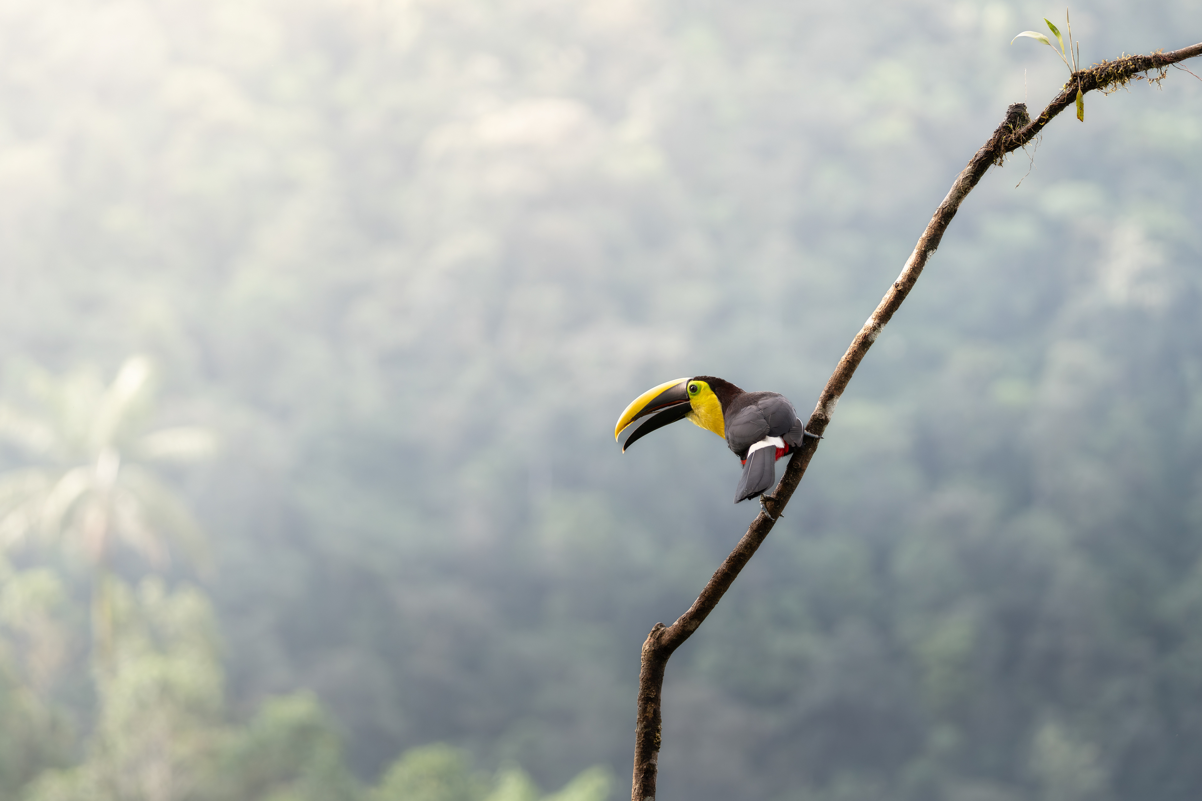 Choco Toucan, Ecuador