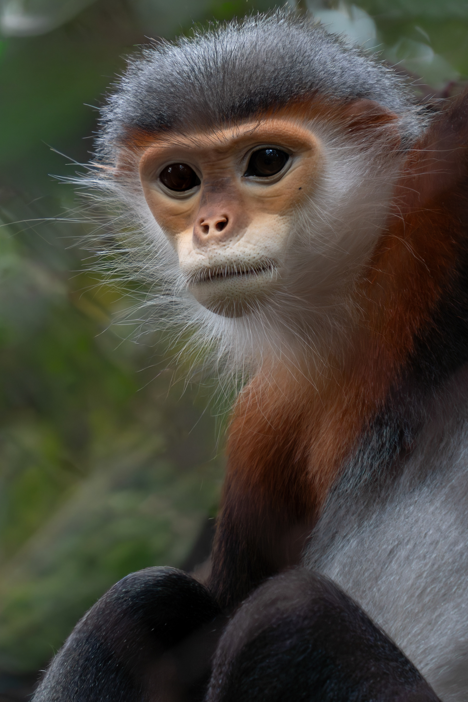 Grey-shanked douc langur, Vietnam