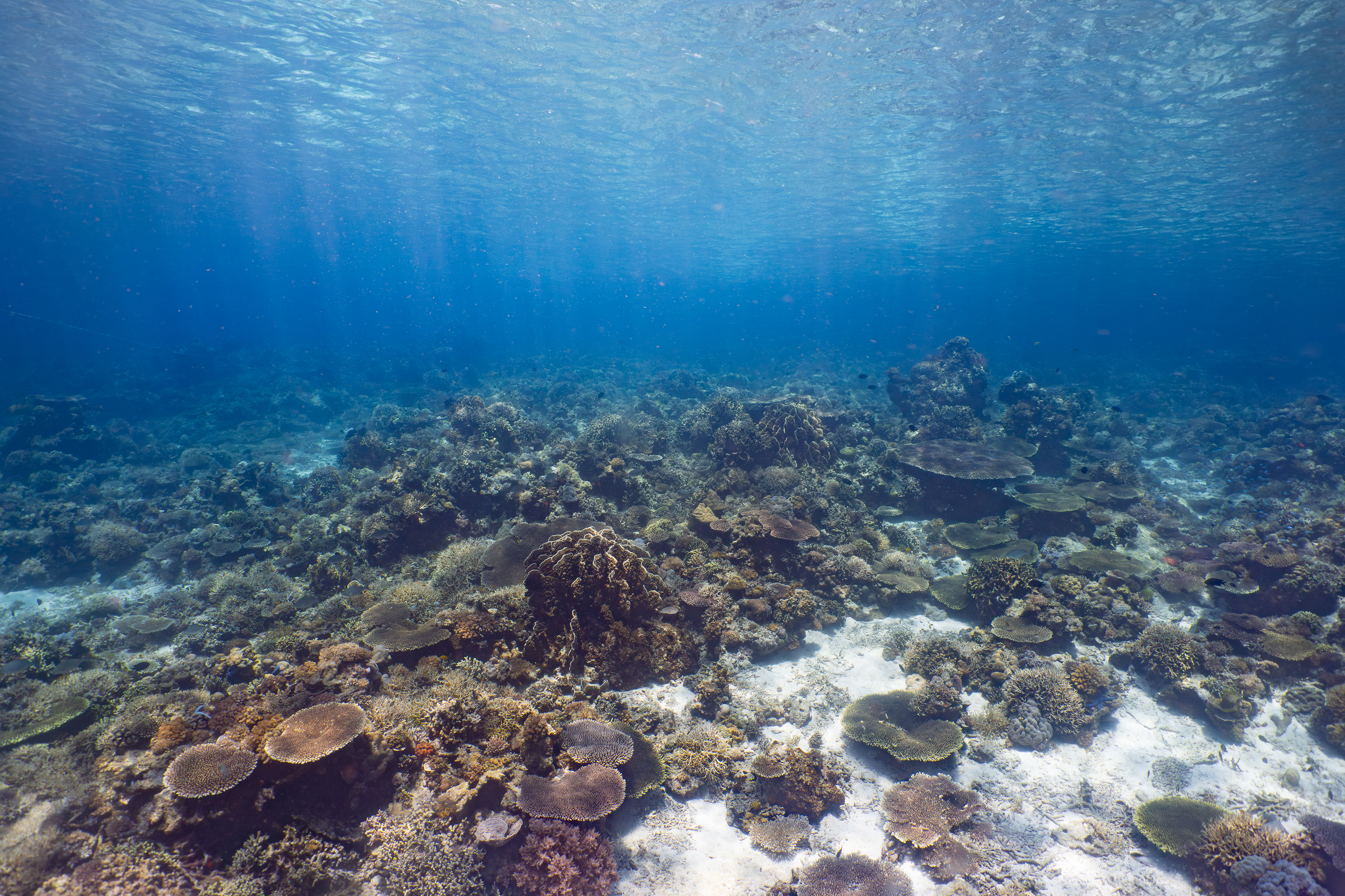 Coral reef, Palawan, Philippines