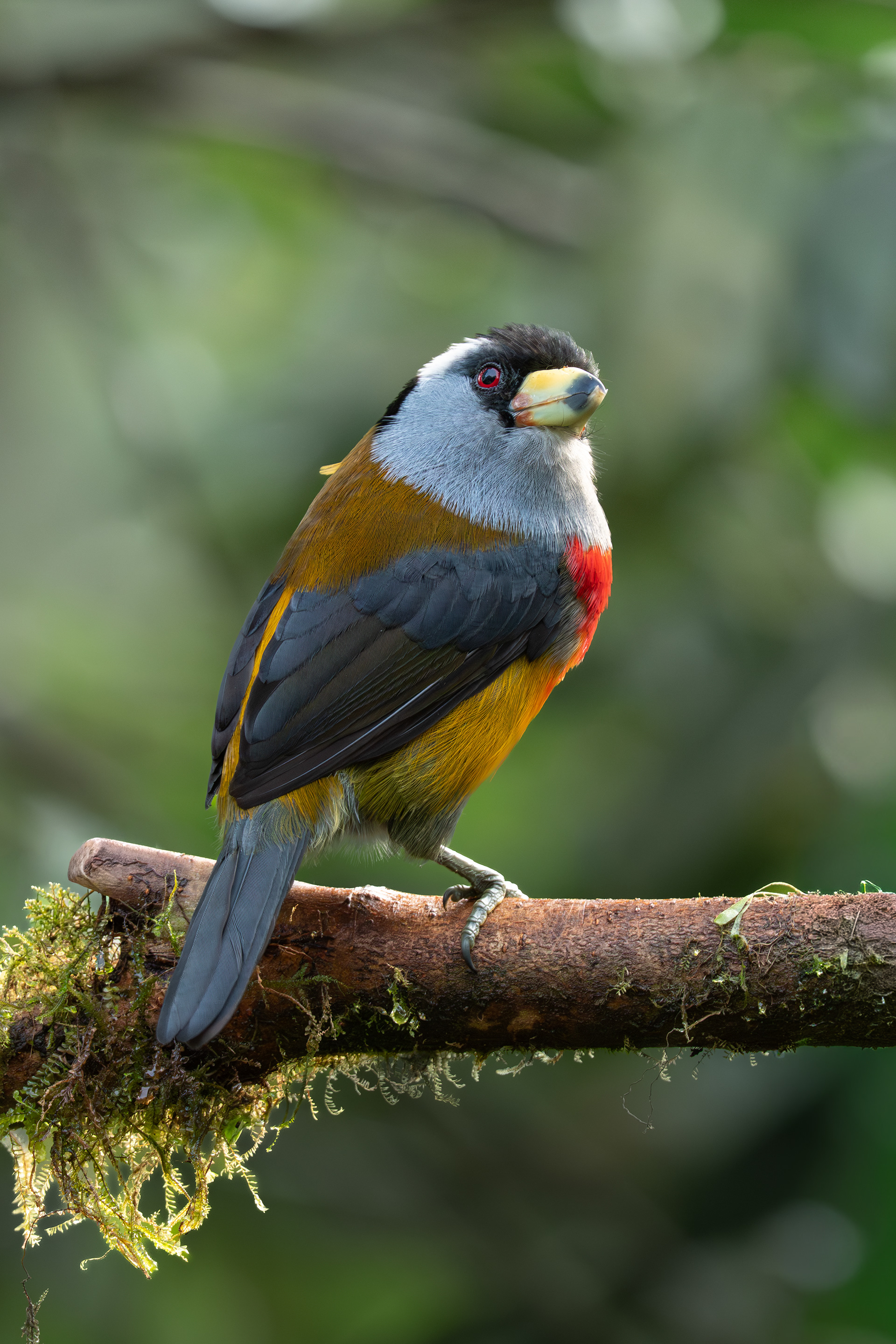 Toucan Barbet, Ecuador