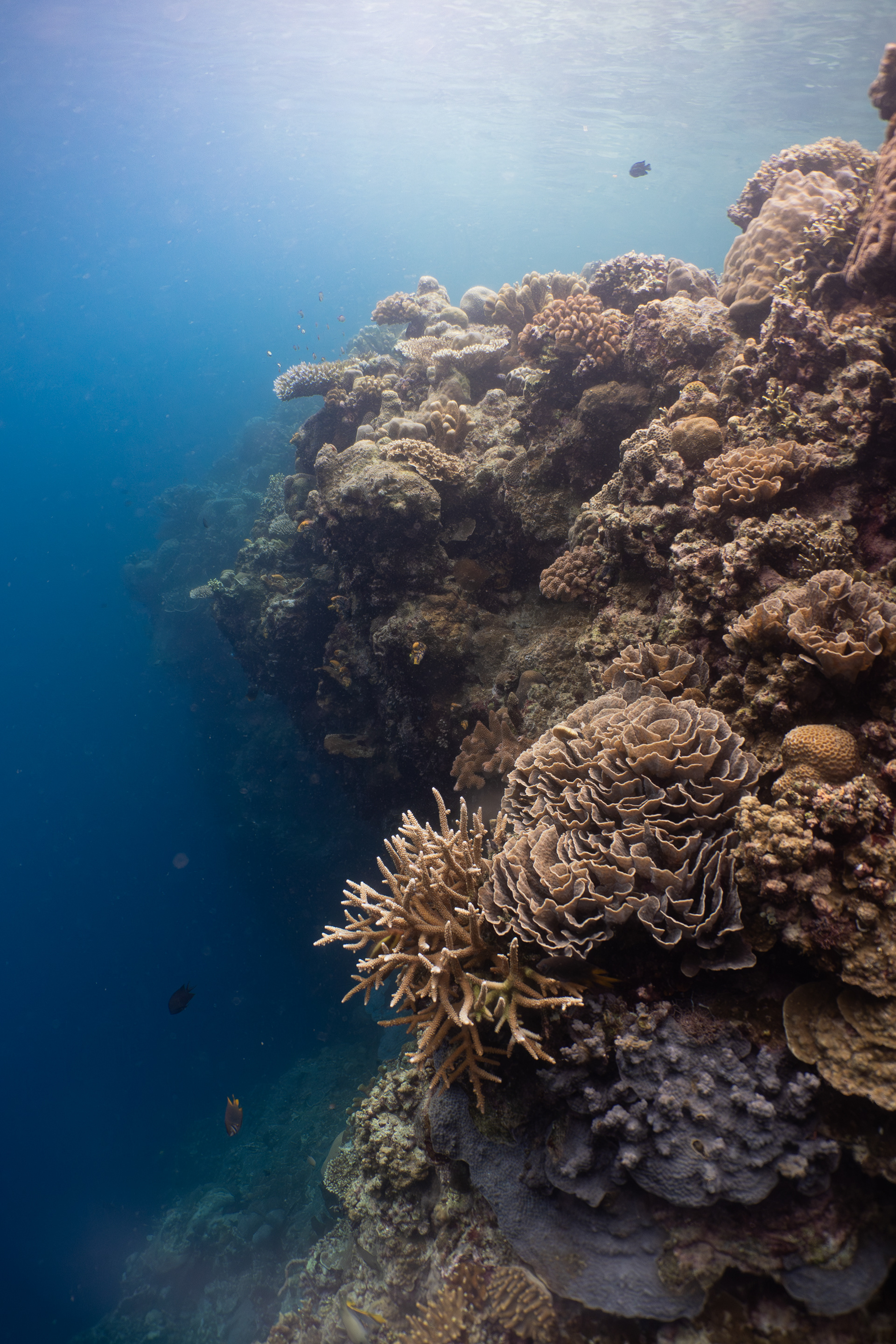Coral reef, Indonesia