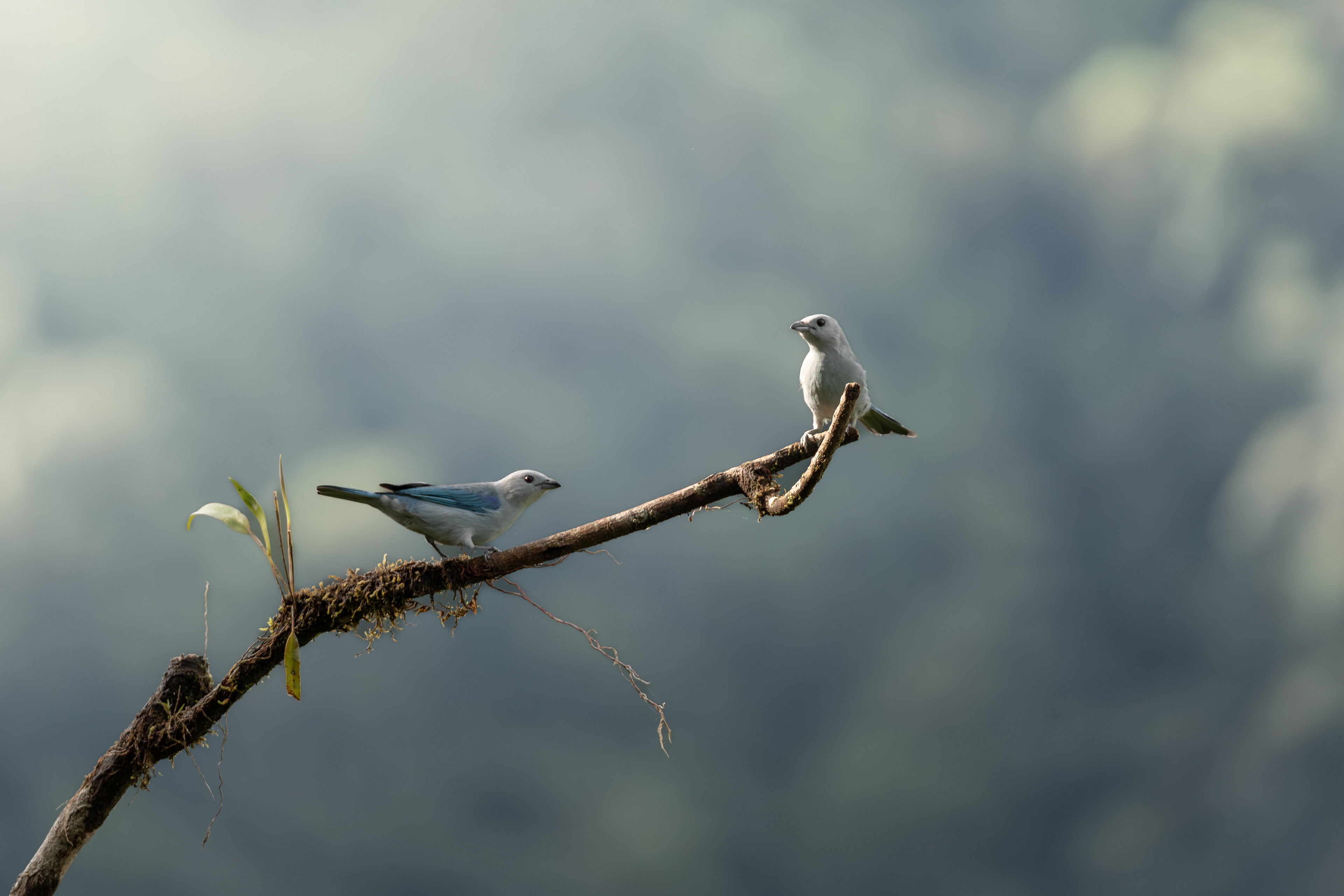 Blue-gray tanager, Ecuador