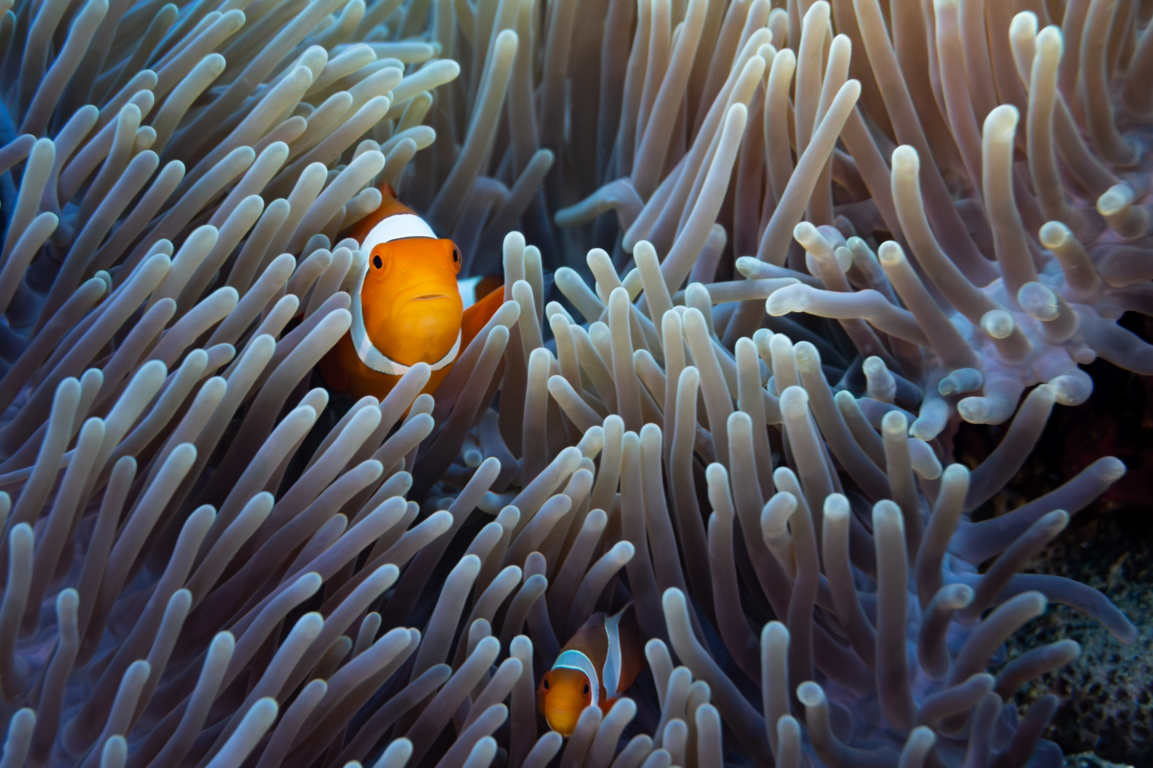 Clownfish, Indonesia