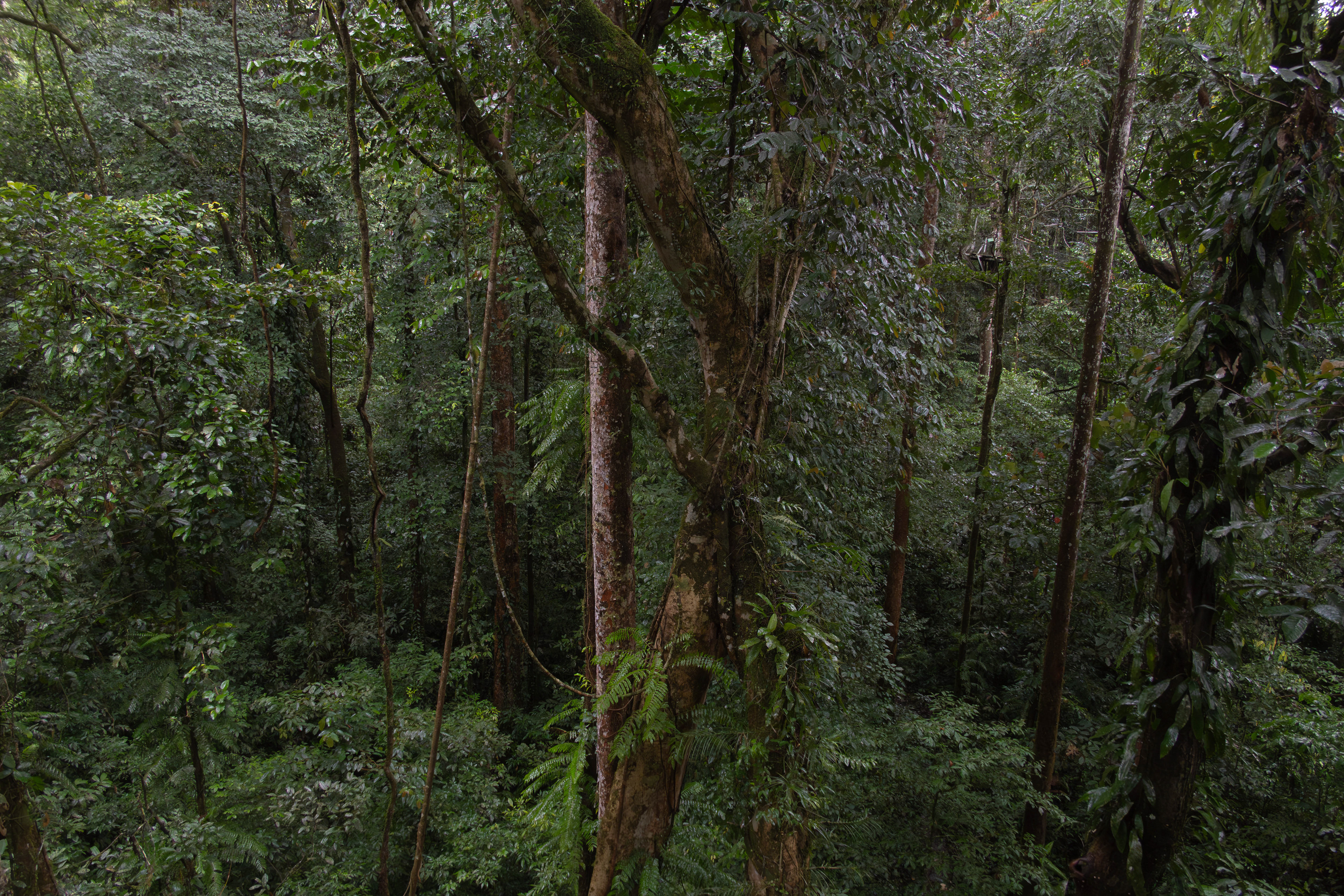 Mulu, Sarawak, Malaysia