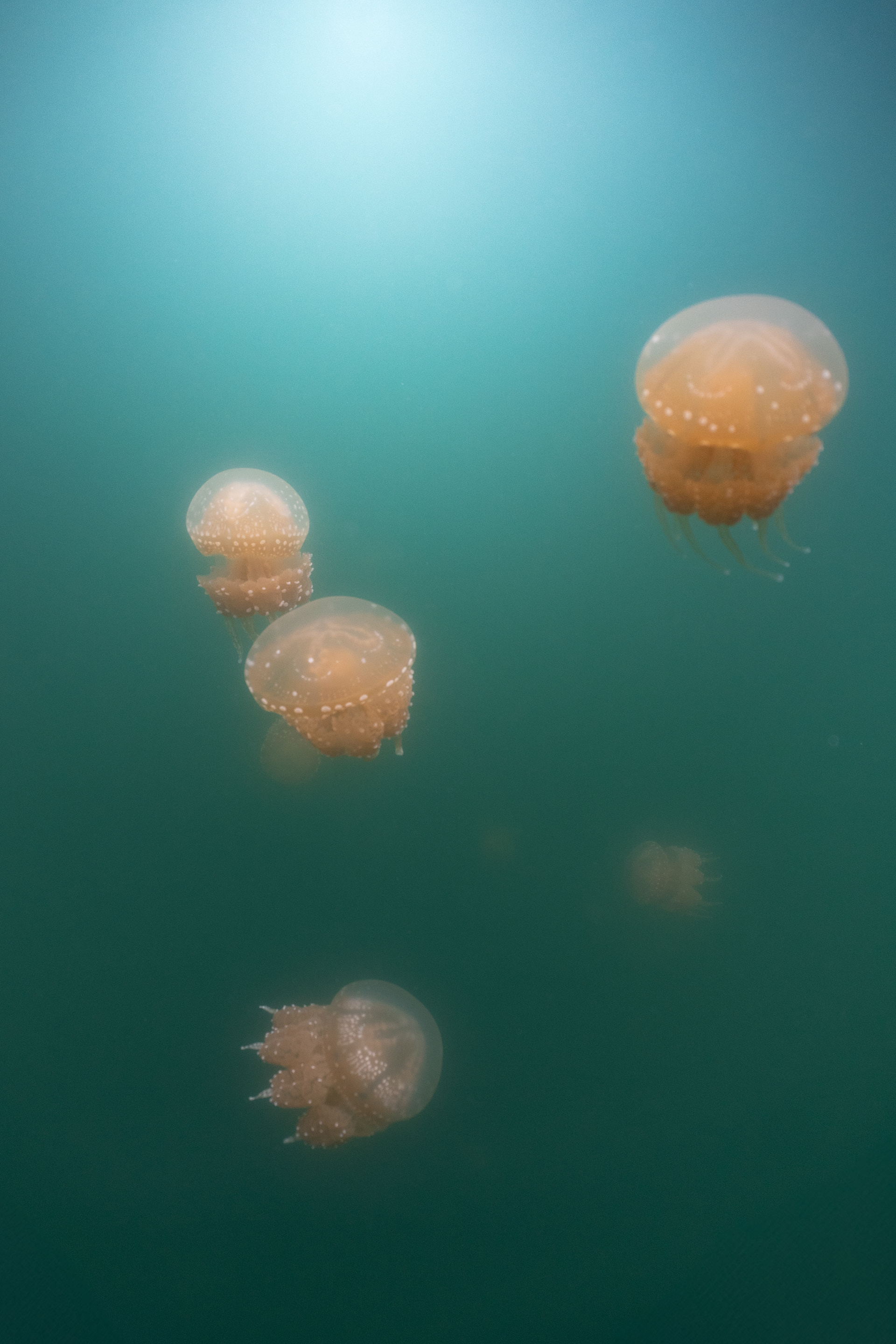 Jellyfish. Indonesia