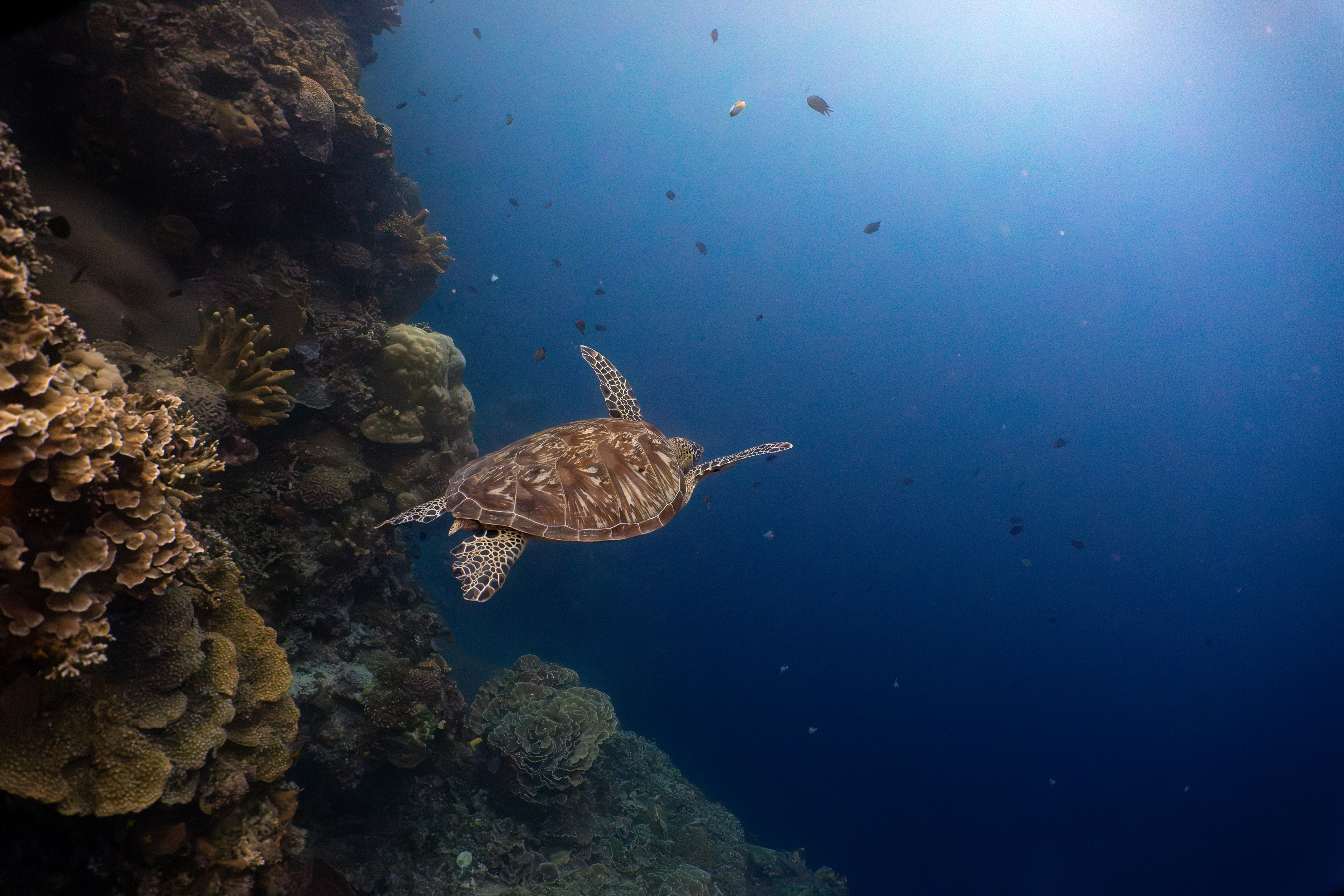 Turtle, Indonesia