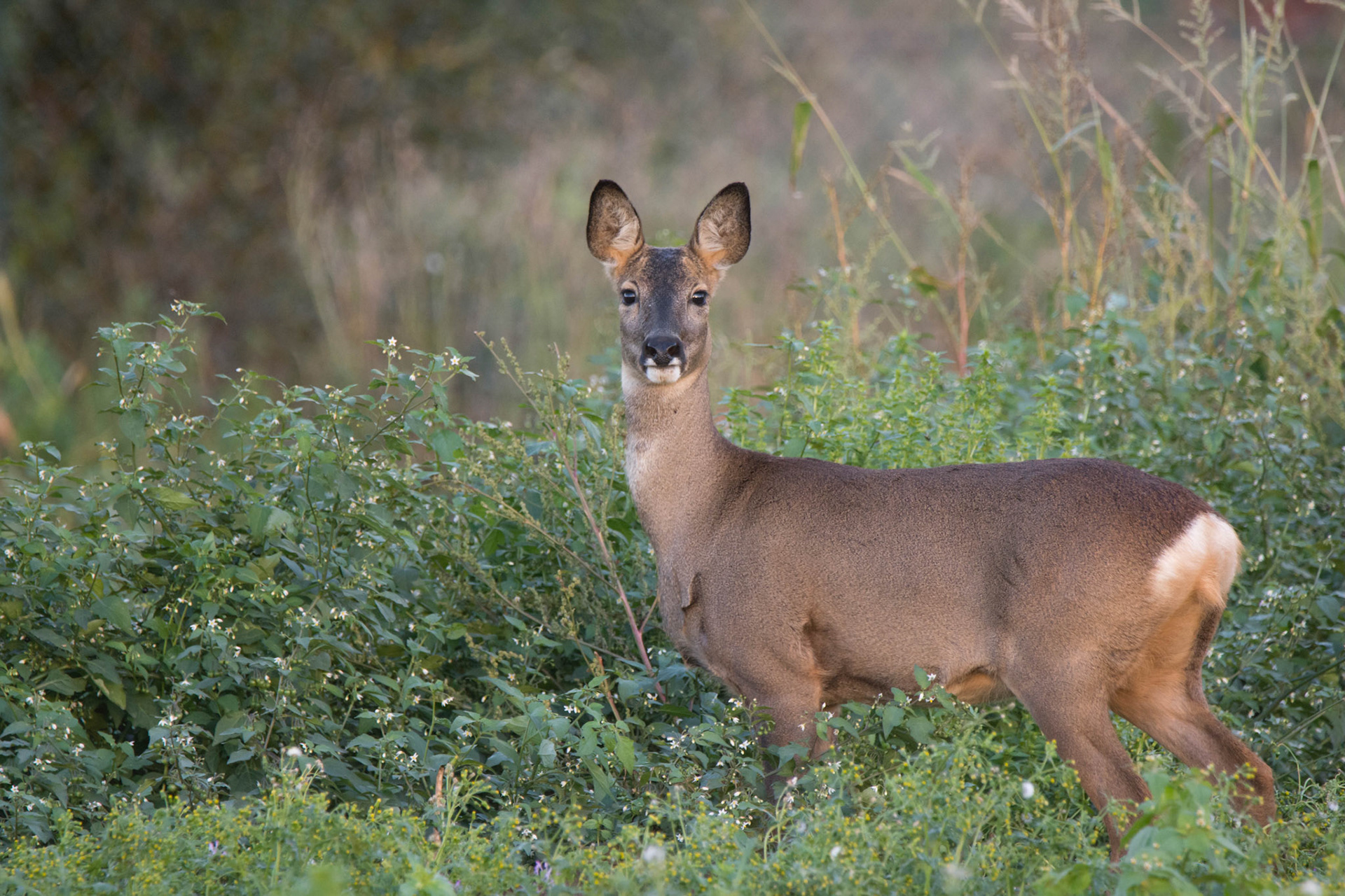Roe deer, Netherlands
