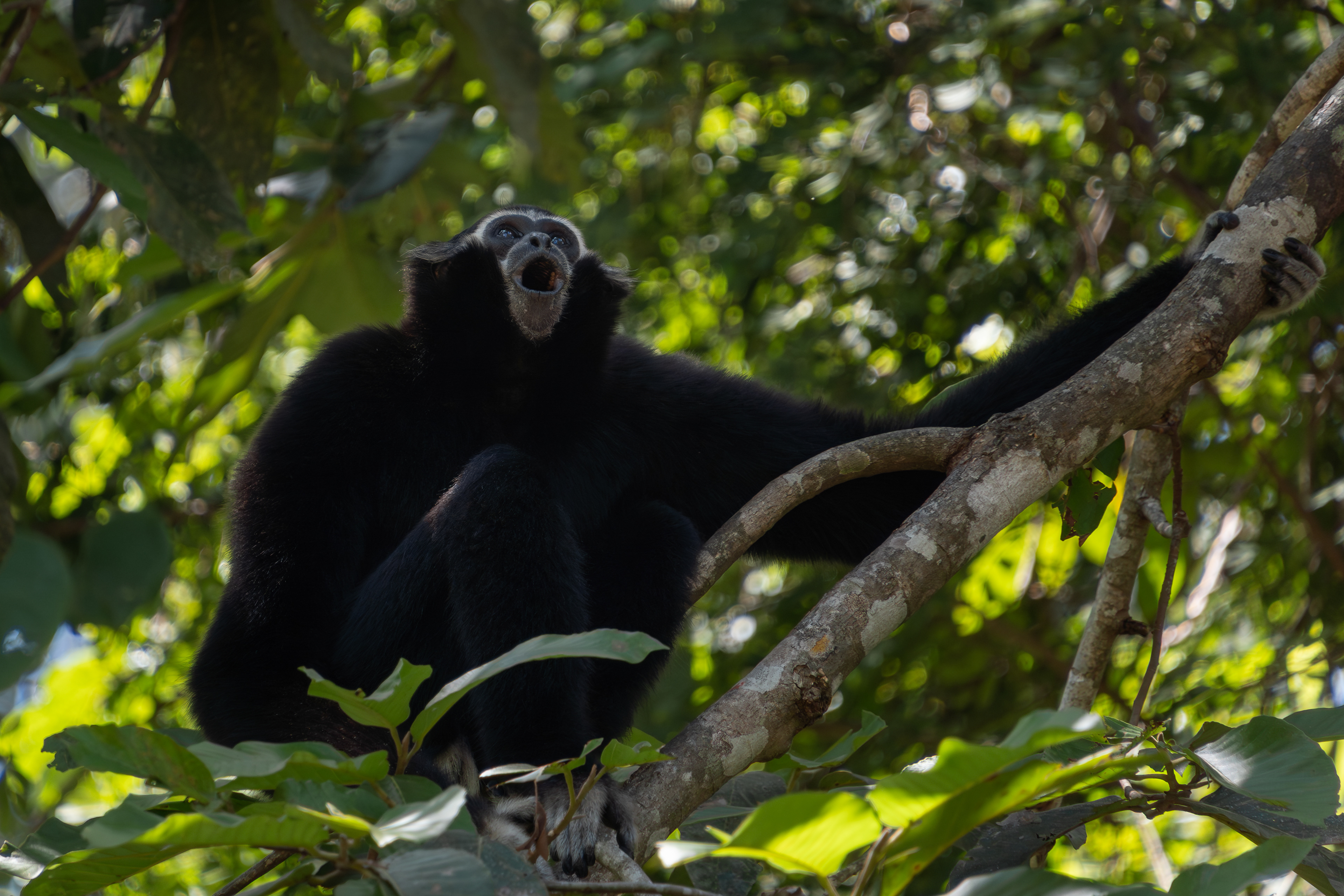 Pileated gibbon, Cambodia