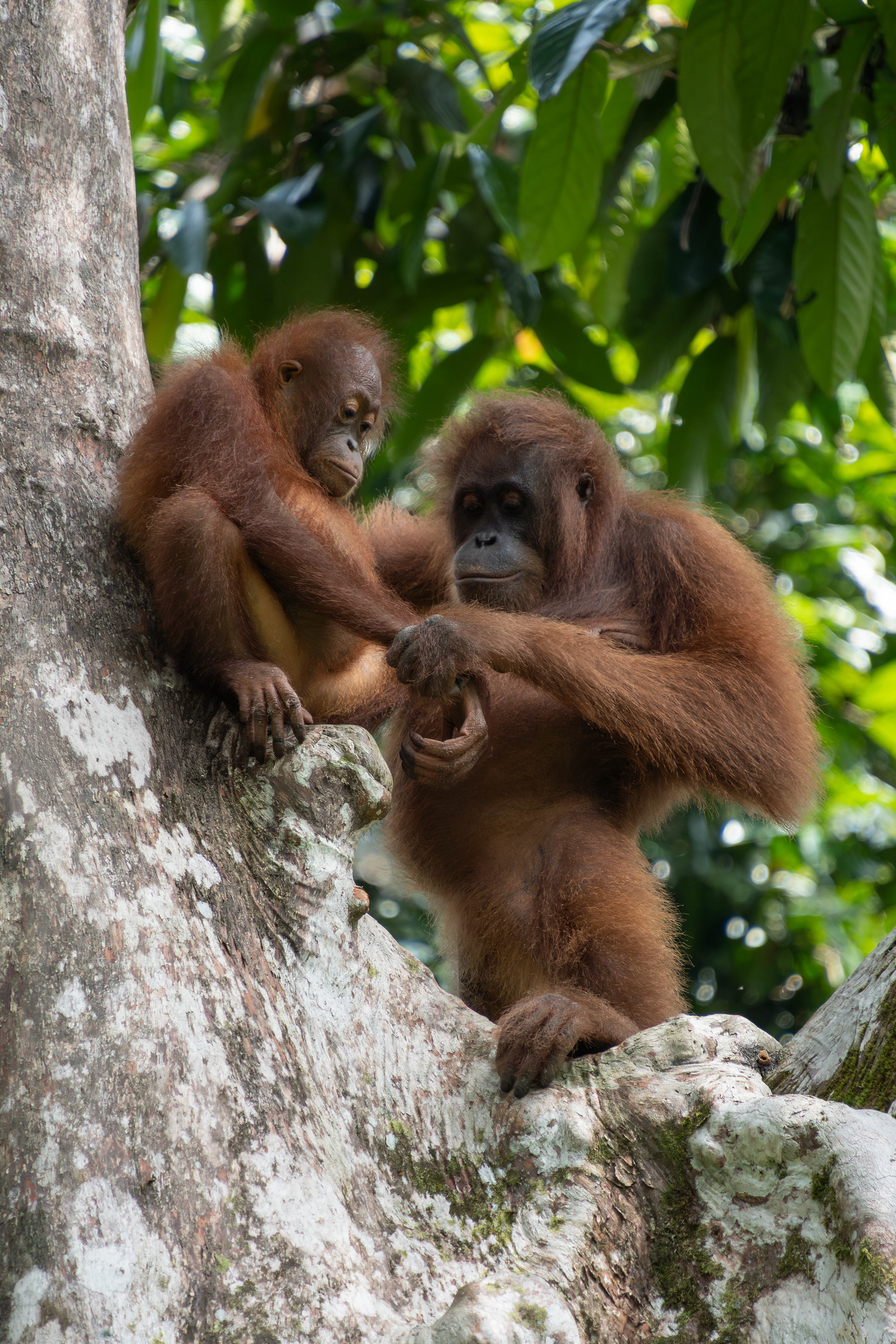 Bornean orangutan, Sabah, Malaysia