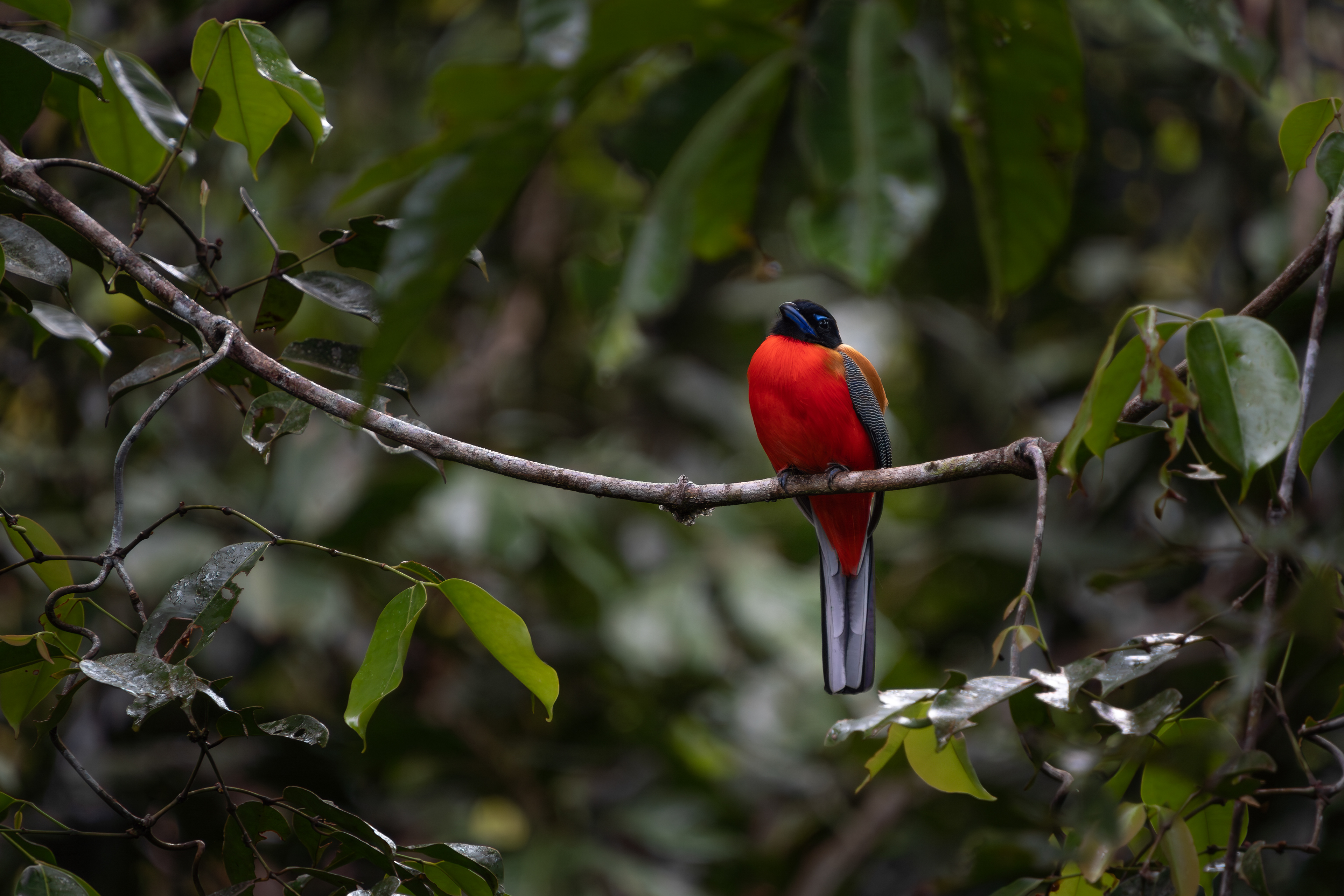 Scarlet-rumped Trogon, Malaysia