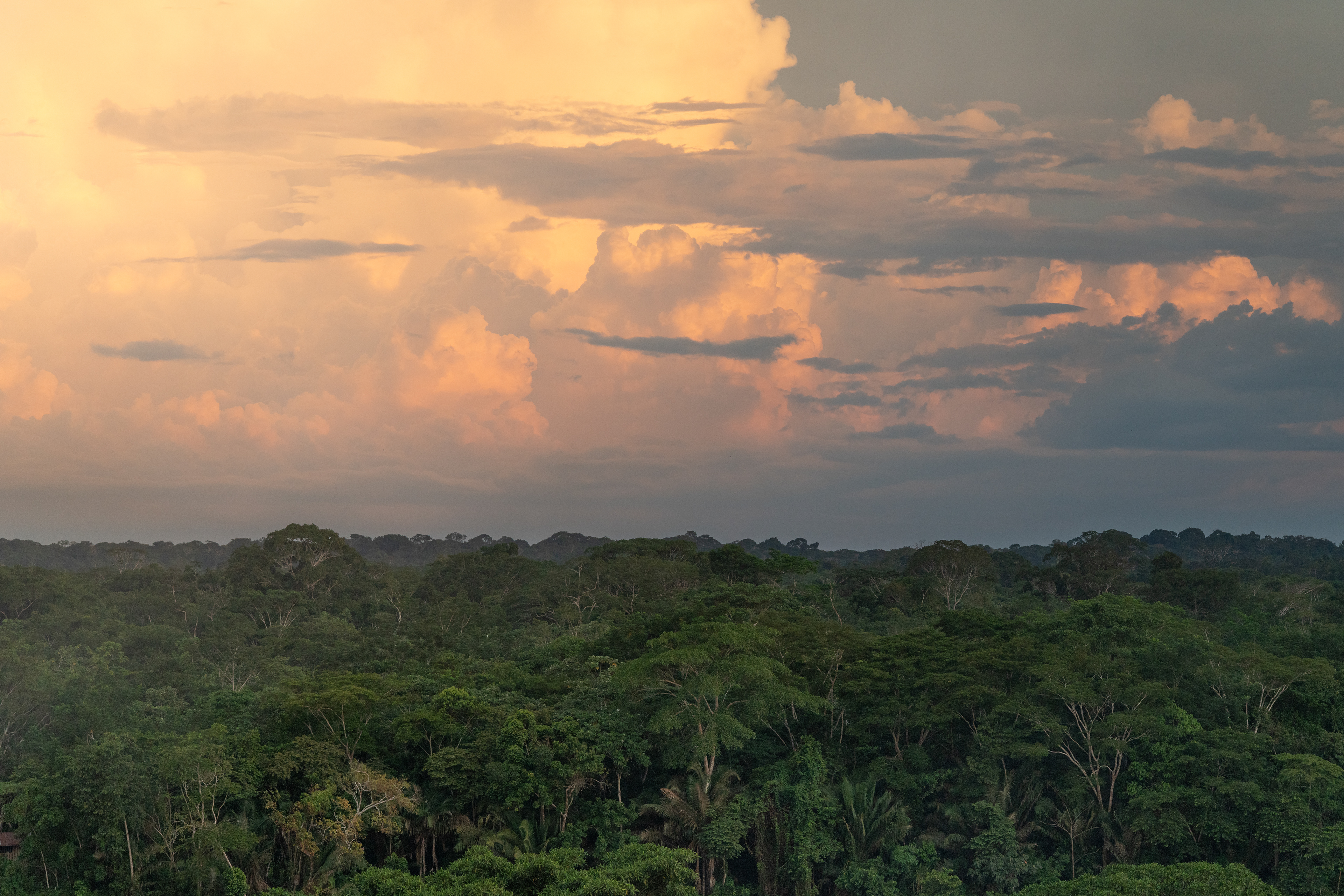 Tambopata, Peru