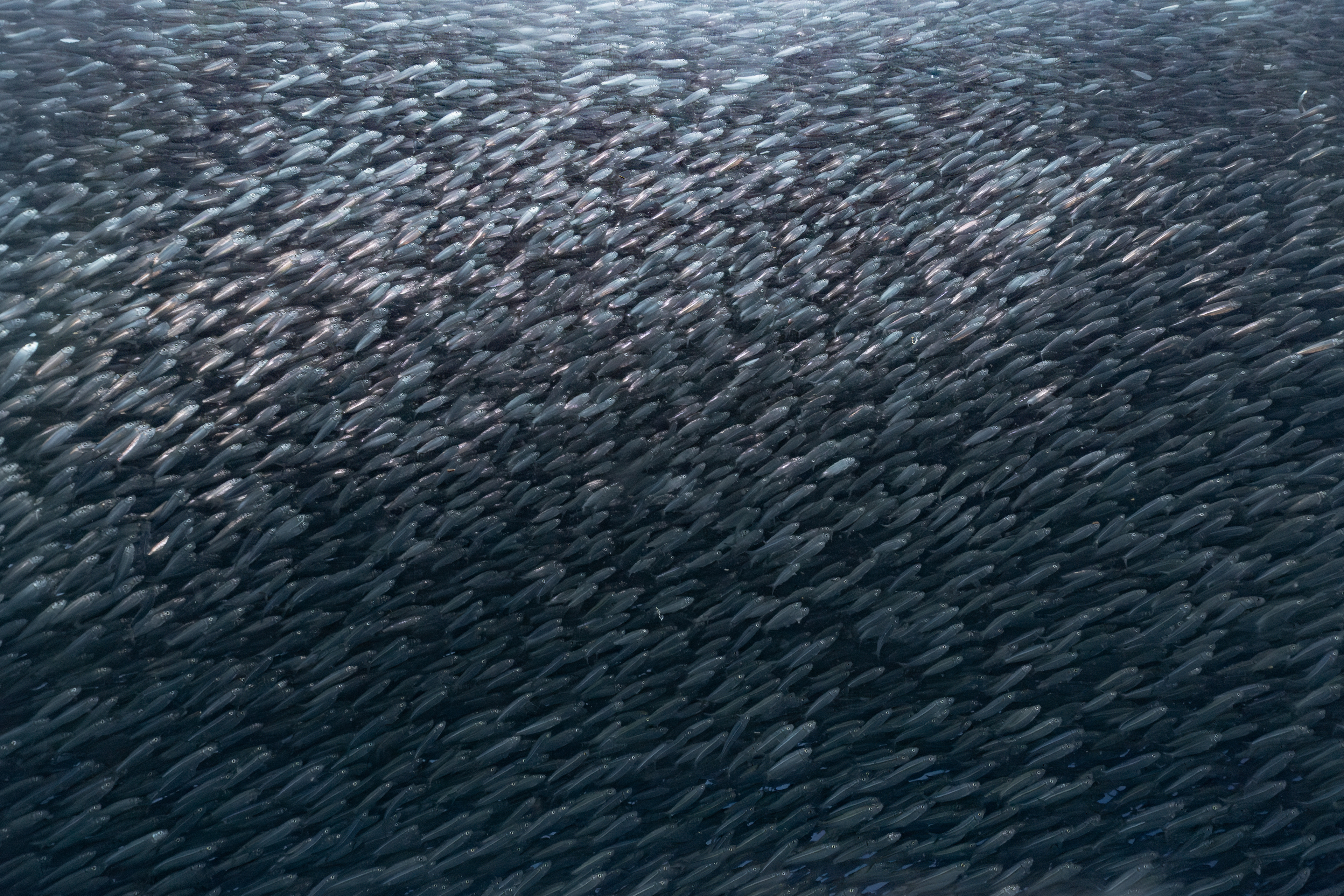 Sardines, Moalboal, Philippines