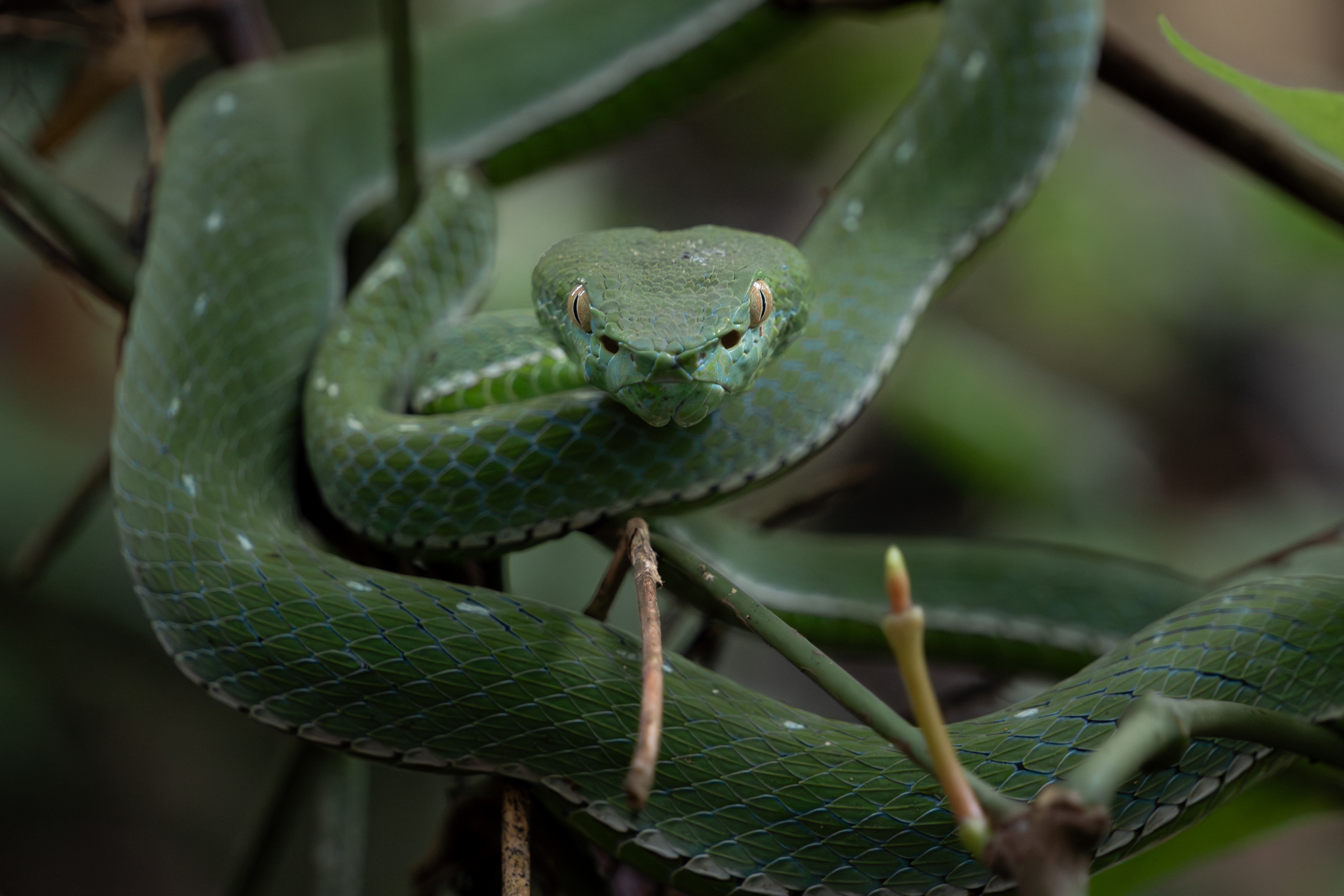 Green pit-viper, Thailand