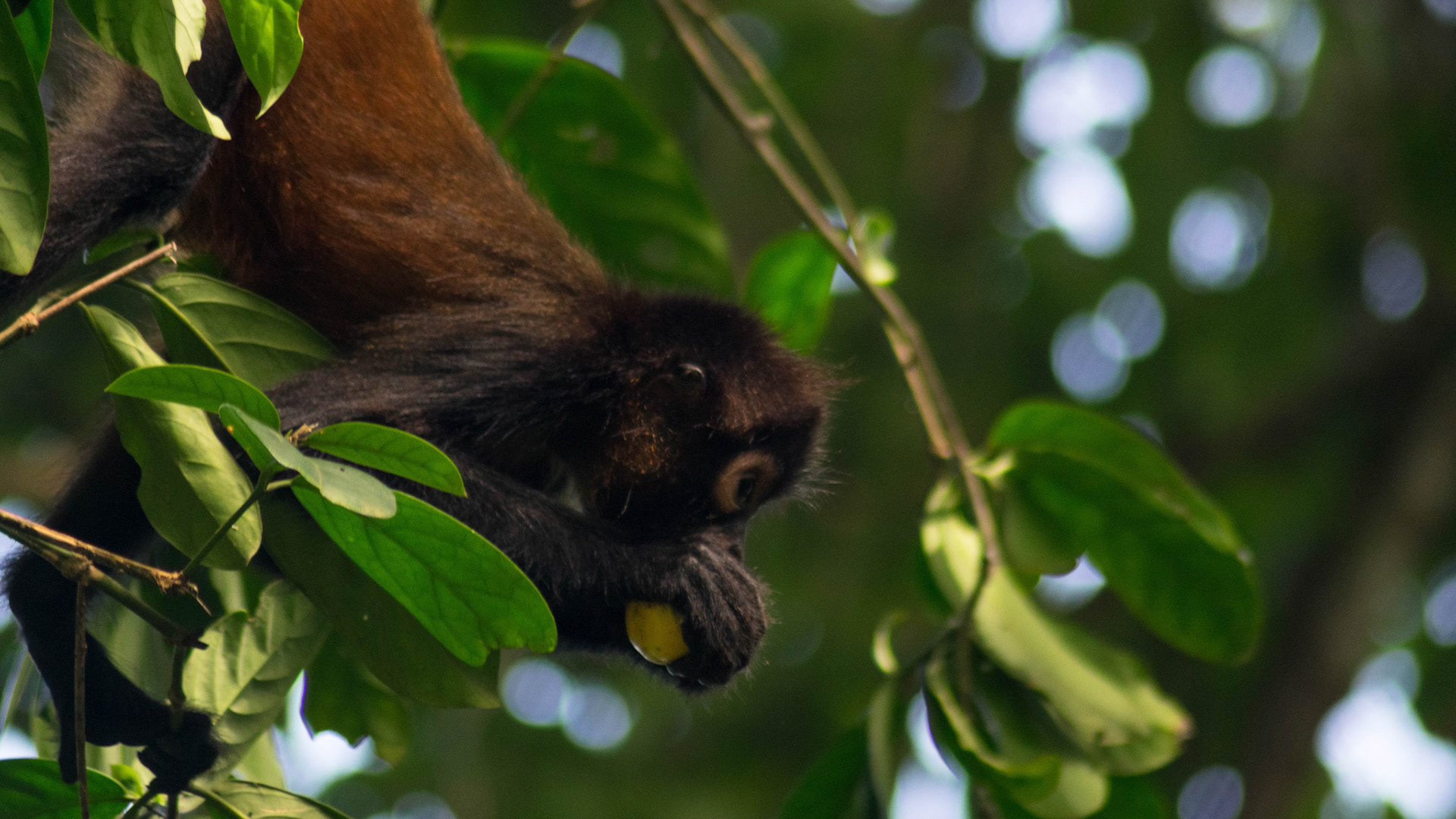 Geoffroy's spider monkey, Costa Rica