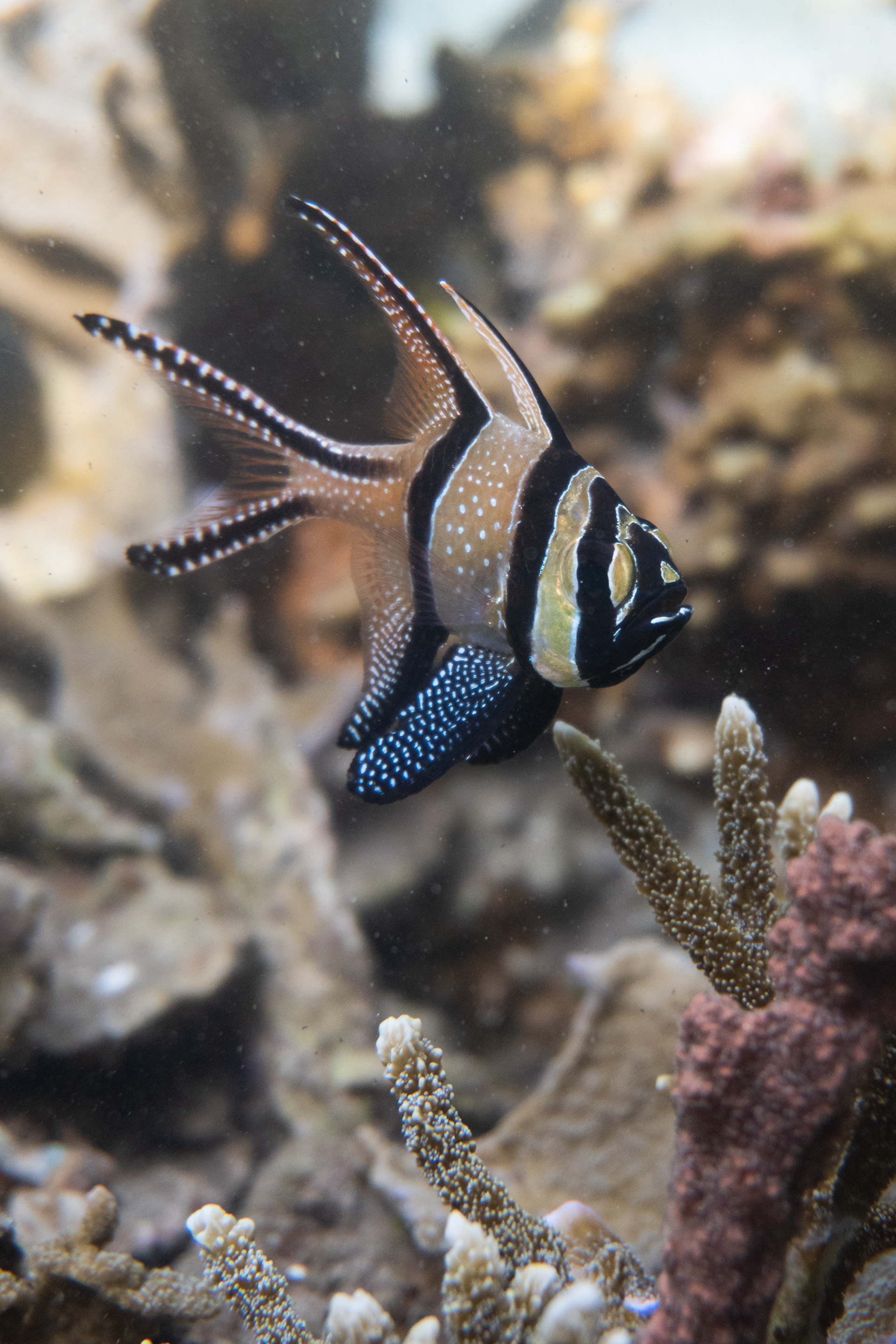 Banggai cardinalfish, Indonesia