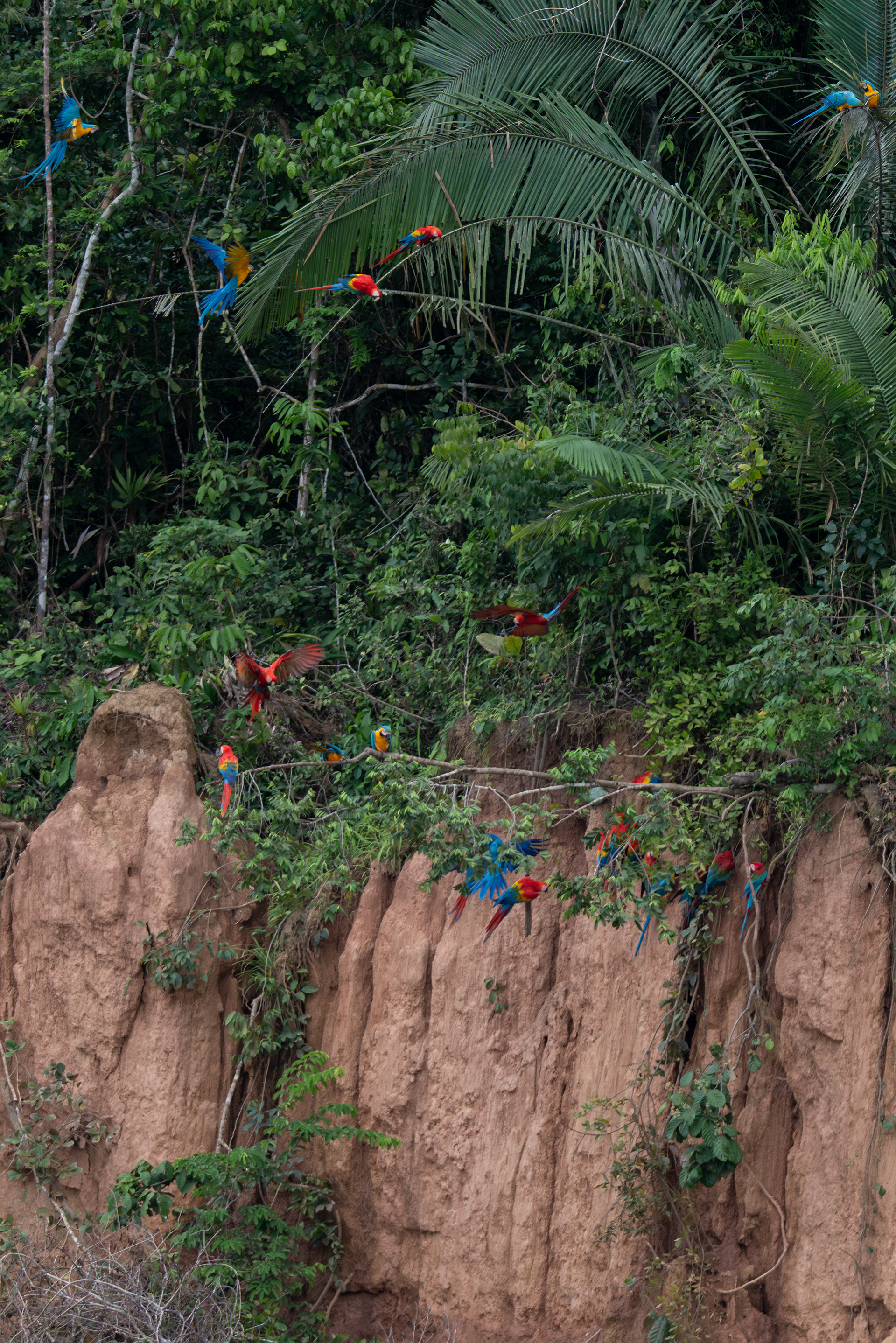 Macaw Clay Lick, Peru