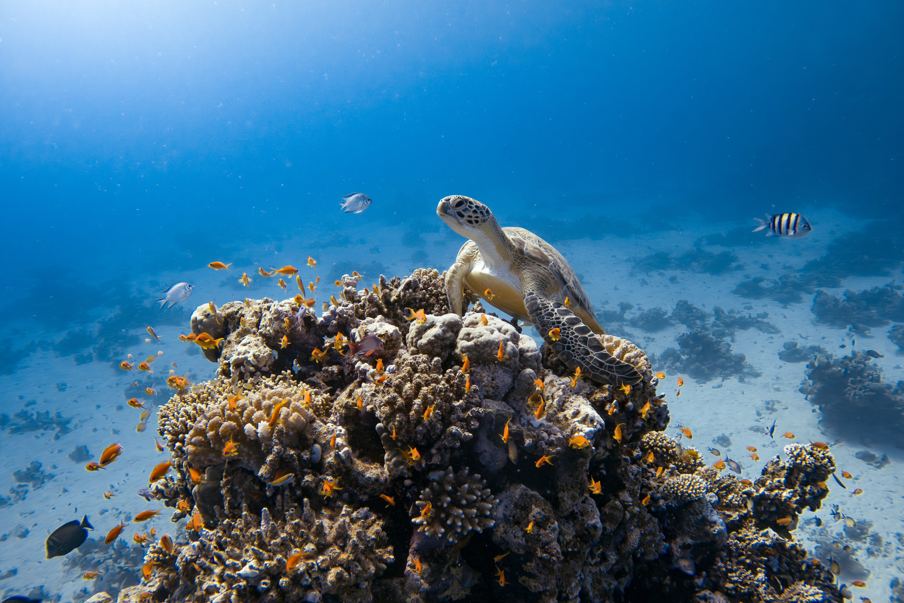 Turtle, Egypt